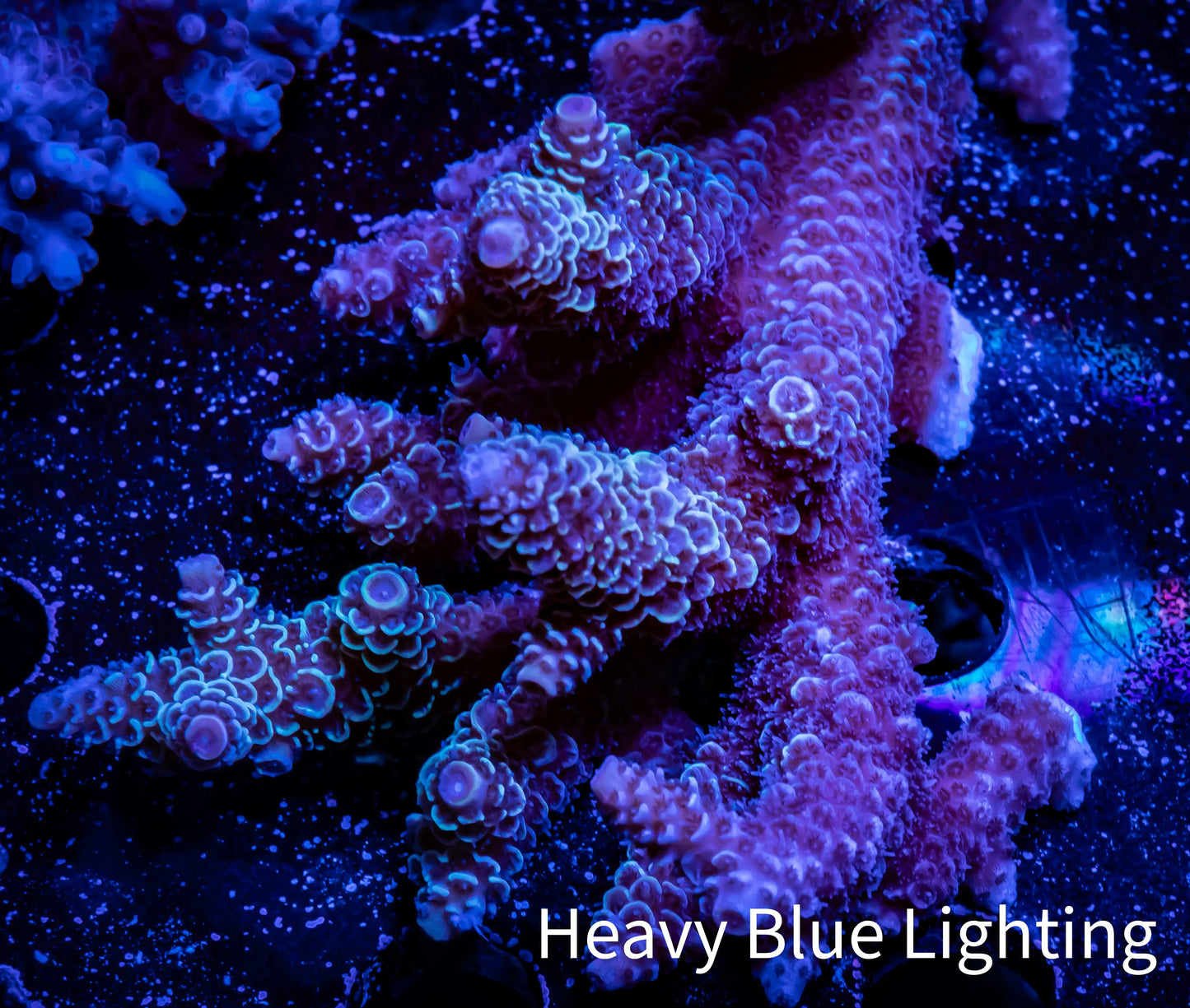 Acropora Coral - Ultra Wild Acro WYSIWYG B2R5B1 Acropora Coral - Ultra Wild Acro WYSIWYG B2R5B1 SPS Acropora Coral - Ultra Wild Acro WYSIWYG B2R5B1 Zeo Box Reef
