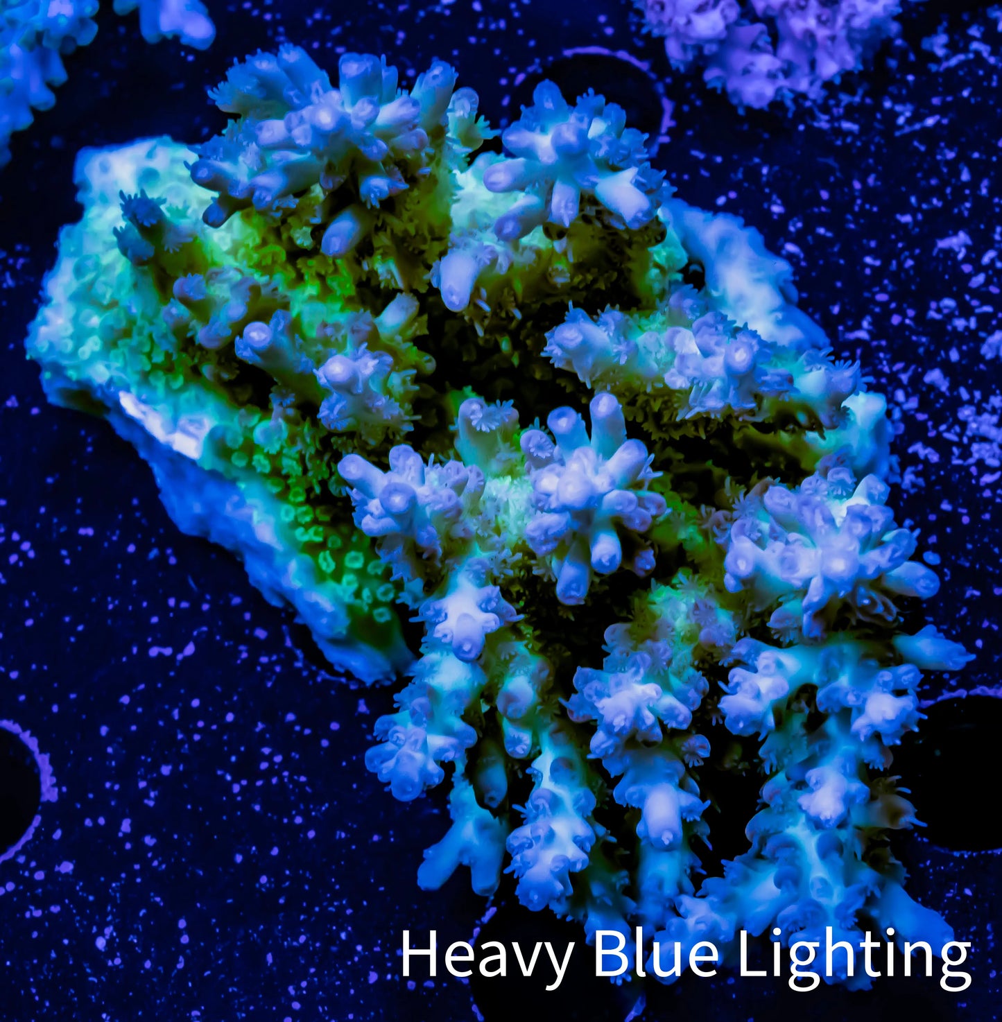 Acropora Coral - Ultra Wild Acro WYSIWYG B3R2B1 Acropora Coral - Ultra Wild Acro WYSIWYG B3R2B1 SPS Acropora Coral - Ultra Wild Acro WYSIWYG B3R2B1 Zeo Box Reef