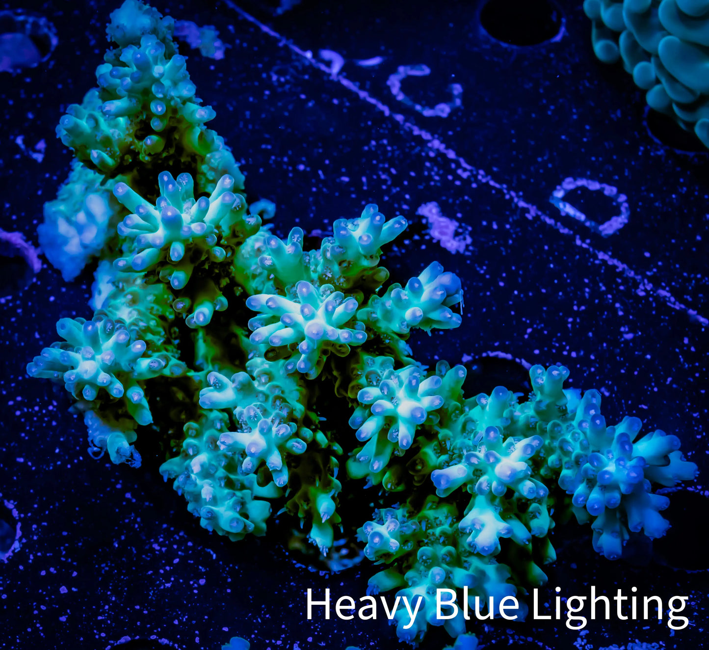 Acropora Coral - Ultra Wild Acro WYSIWYG B4R5B1 Acropora Coral - Ultra Wild Acro WYSIWYG B4R5B1 SPS Acropora Coral - Ultra Wild Acro WYSIWYG B4R5B1 Zeo Box Reef