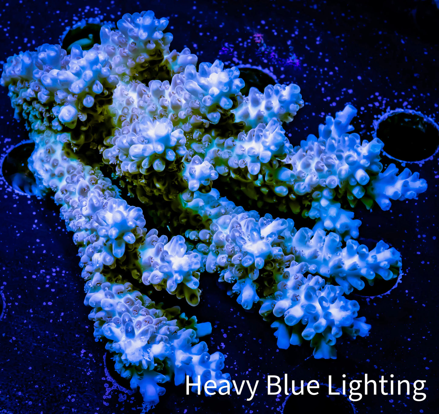 Acropora Coral - Ultra Wild Acro WYSIWYG C1R2B1 Acropora Coral - Ultra Wild Acro WYSIWYG C1R2B1 SPS Acropora Coral - Ultra Wild Acro WYSIWYG C1R2B1 Zeo Box Reef
