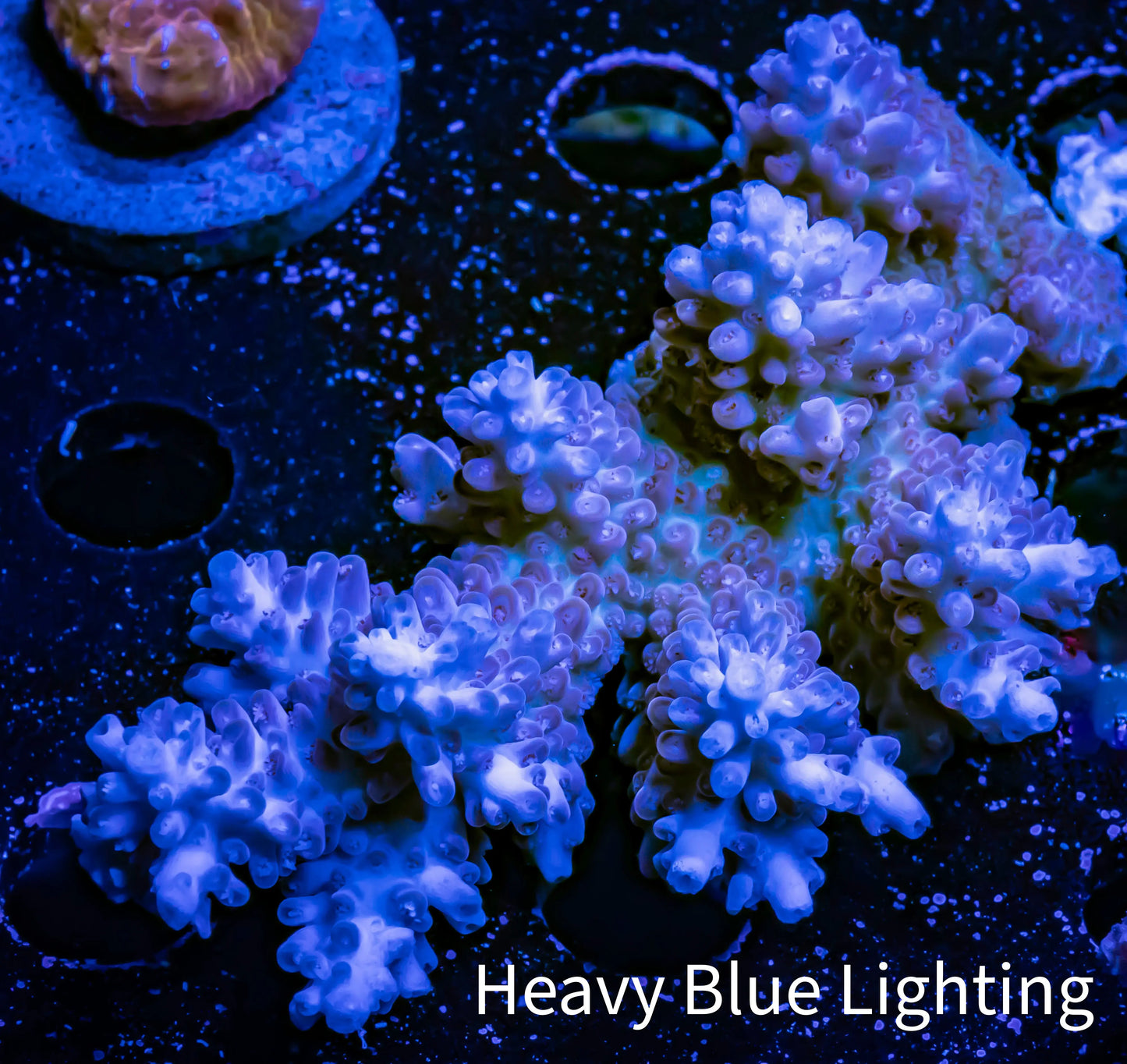 Acropora Coral - Ultra Wild Acro WYSIWYG C1R5B1 Acropora Coral - Ultra Wild Acro WYSIWYG C1R5B1 SPS Acropora Coral - Ultra Wild Acro WYSIWYG C1R5B1 Zeo Box Reef