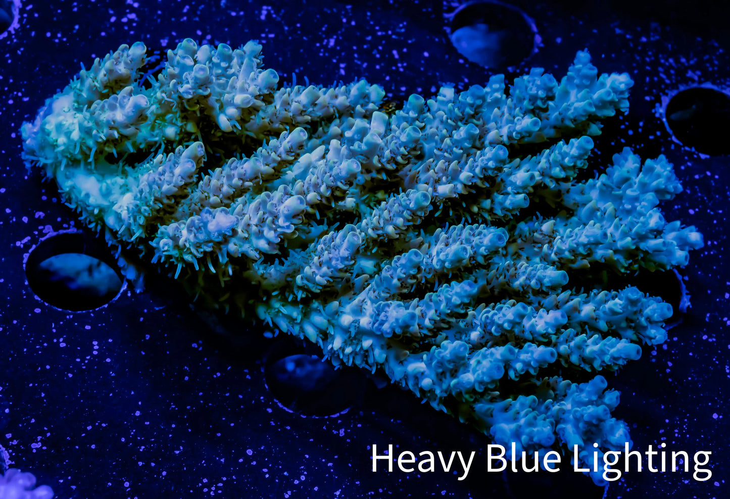 Acropora Coral - Ultra Wild Acro WYSIWYG C2R2B1 Acropora Coral - Ultra Wild Acro WYSIWYG C2R2B1 SPS Acropora Coral - Ultra Wild Acro WYSIWYG C2R2B1 Zeo Box Reef