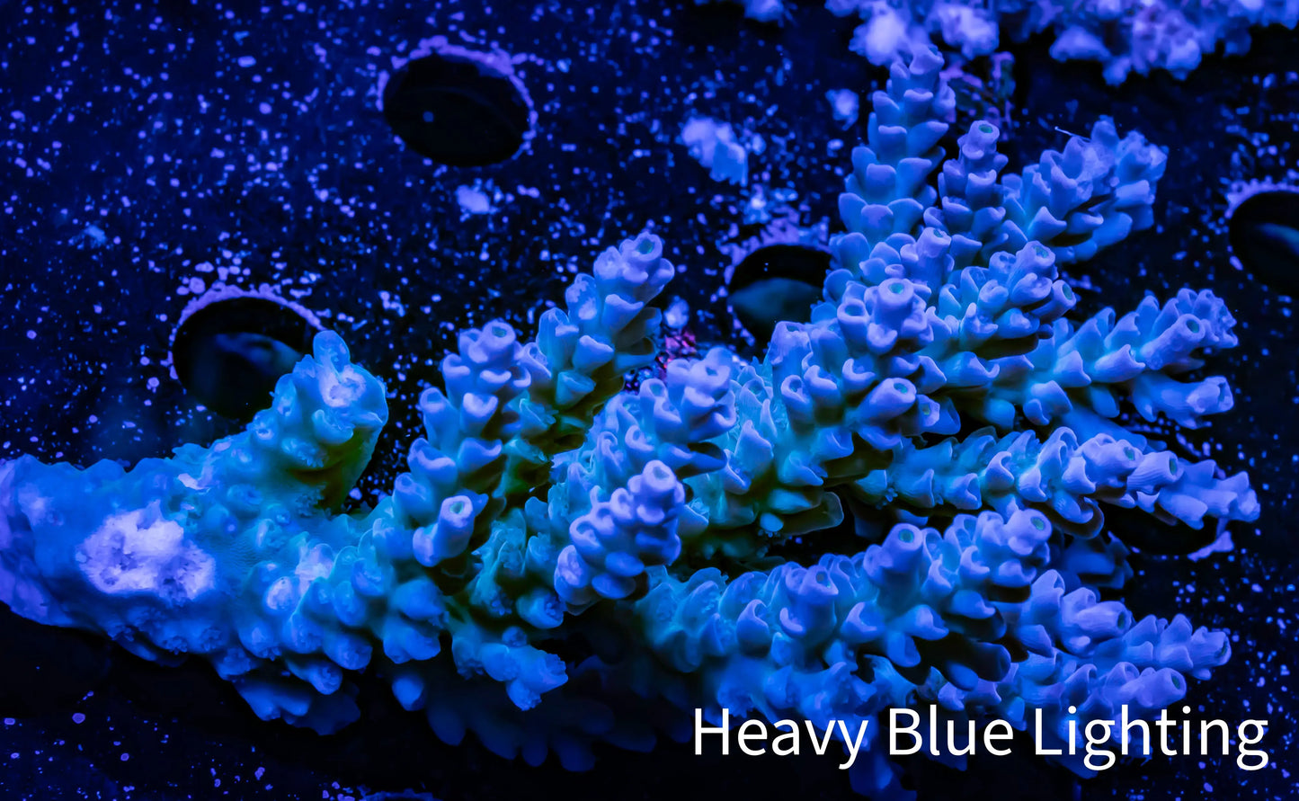 Acropora Coral - Ultra Wild Acro WYSIWYG C3R2B1 Acropora Coral - Ultra Wild Acro WYSIWYG C3R2B1 SPS Acropora Coral - Ultra Wild Acro WYSIWYG C3R2B1 Zeo Box Reef