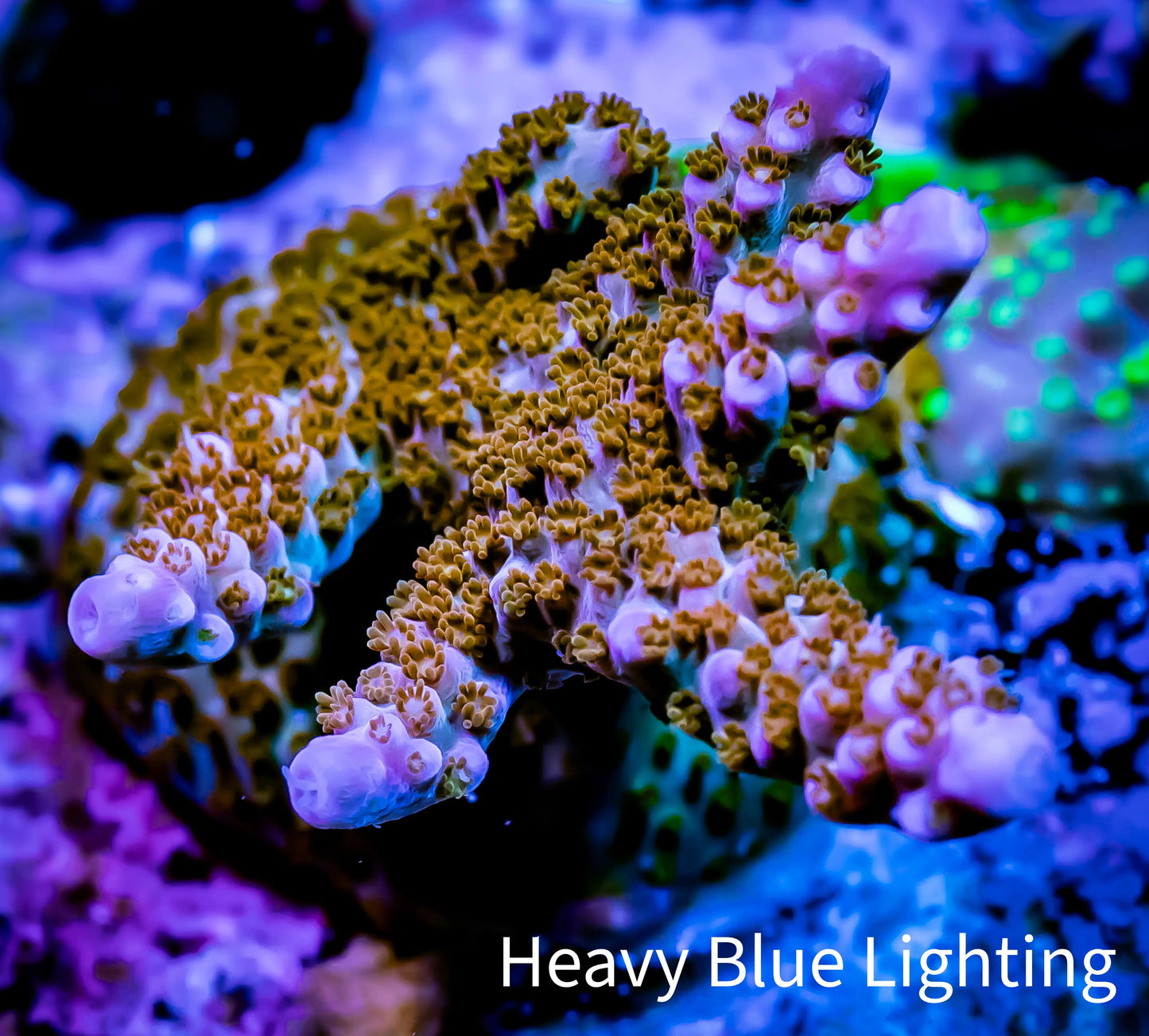 Acropora Coral - ZBR Dawnbreaker Acro Frag WYSIWYG Acropora Coral - ZBR Dawnbreaker Acro Frag WYSIWYG SPS Acropora Coral - ZBR Dawnbreaker Acro Frag WYSIWYG Zeo Box Reef