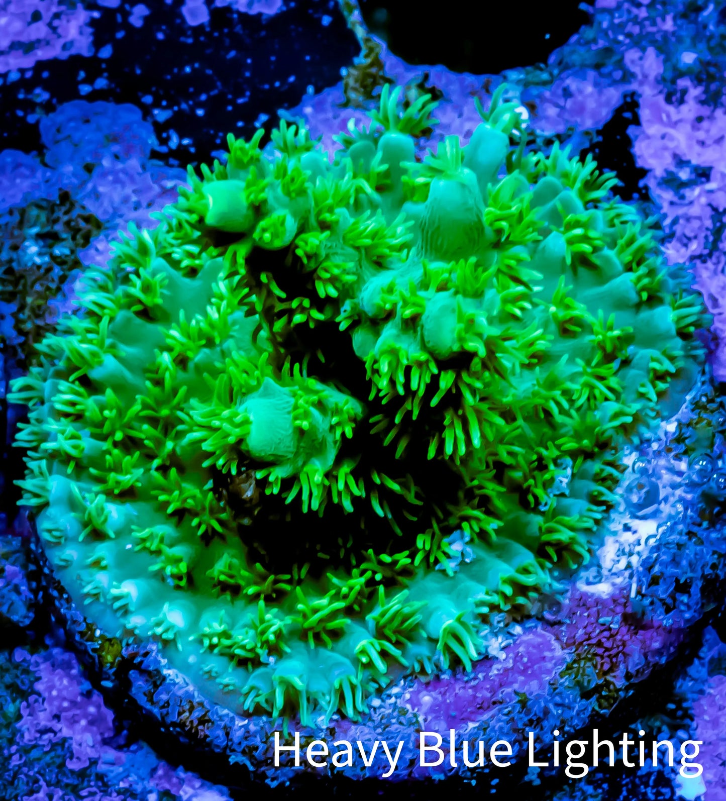 Acropora Millepora Coral - Ultra Acro Frag WYSIWYG A3R5B1 Acropora Millepora Coral - Ultra Acro Frag WYSIWYG A3R5B1 SPS Acropora Millepora Coral - Ultra Acro Frag WYSIWYG A3R5B1 Zeo Box Reef