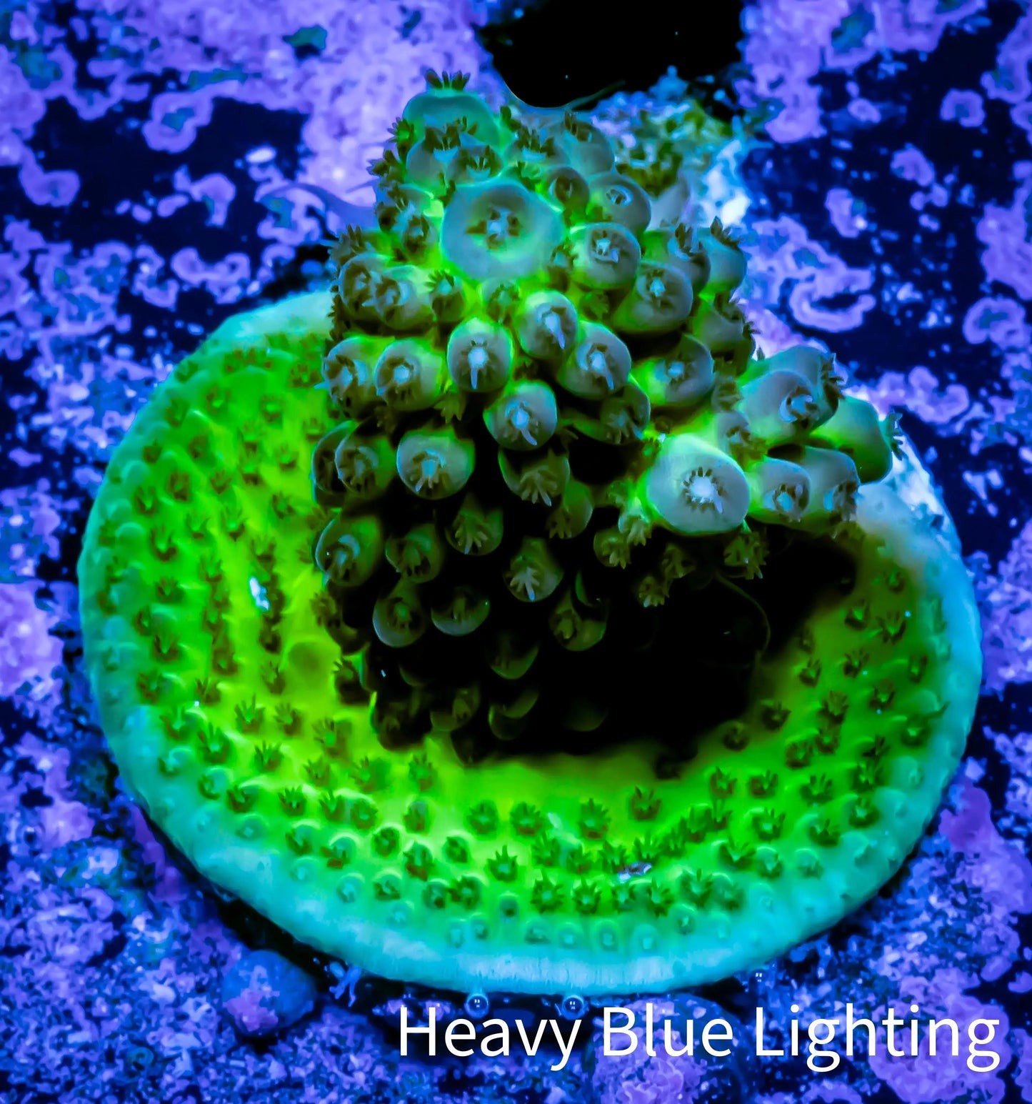 Acropora Millepora Coral - Ultra Acro Frag WYSIWYG A3R5B1 (Copy) Acropora Millepora Coral - Ultra Acro Frag WYSIWYG A3R5B1 (Copy) SPS Acropora Millepora Coral - Ultra Acro Frag WYSIWYG A3R5B1 (Copy) Zeo Box Reef