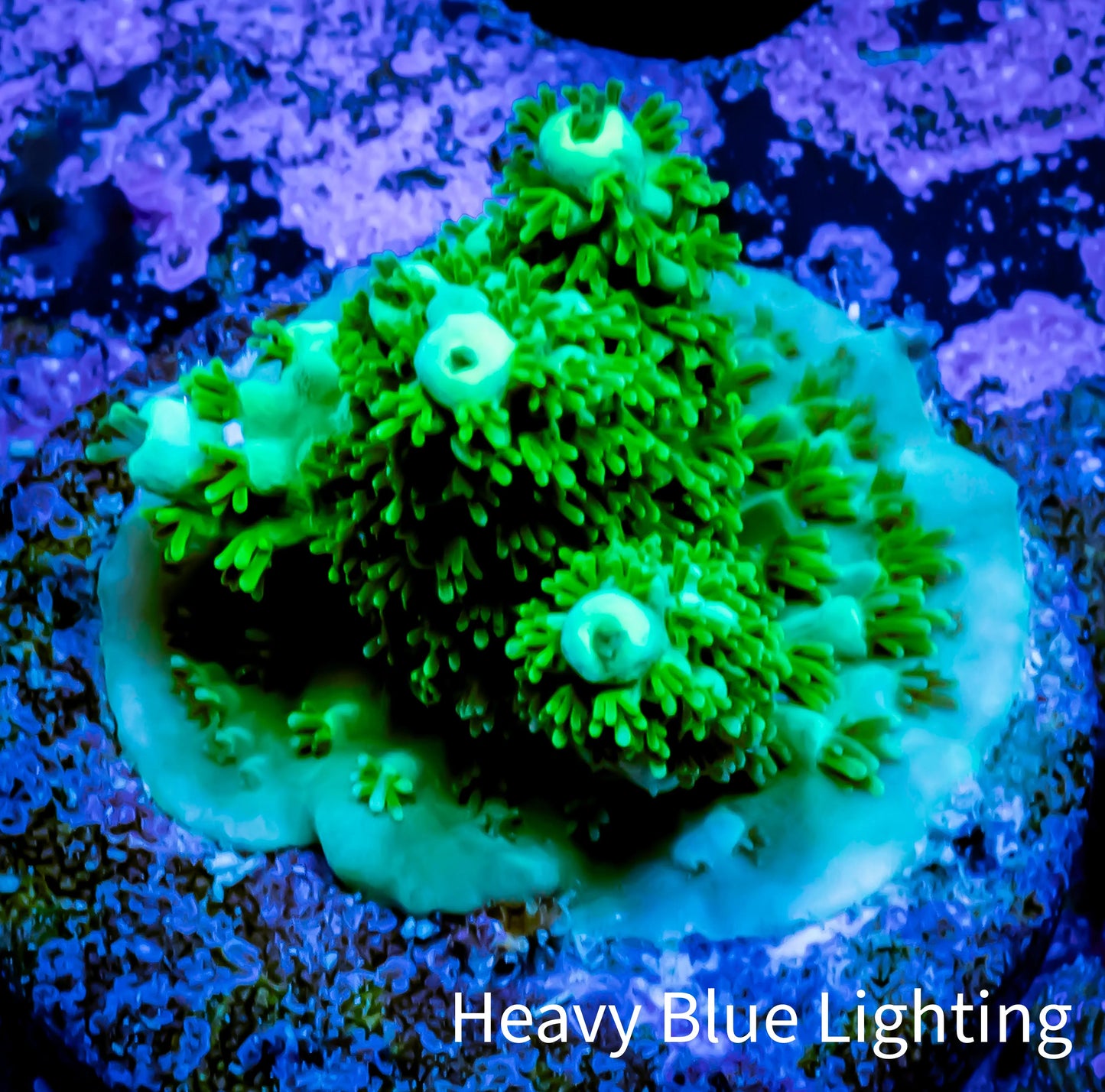 Acropora Millepora Coral - Ultra Acro Frag WYSIWYG A4R5B1 Acropora Millepora Coral - Ultra Acro Frag WYSIWYG A4R5B1 SPS Acropora Millepora Coral - Ultra Acro Frag WYSIWYG A4R5B1 Zeo Box Reef