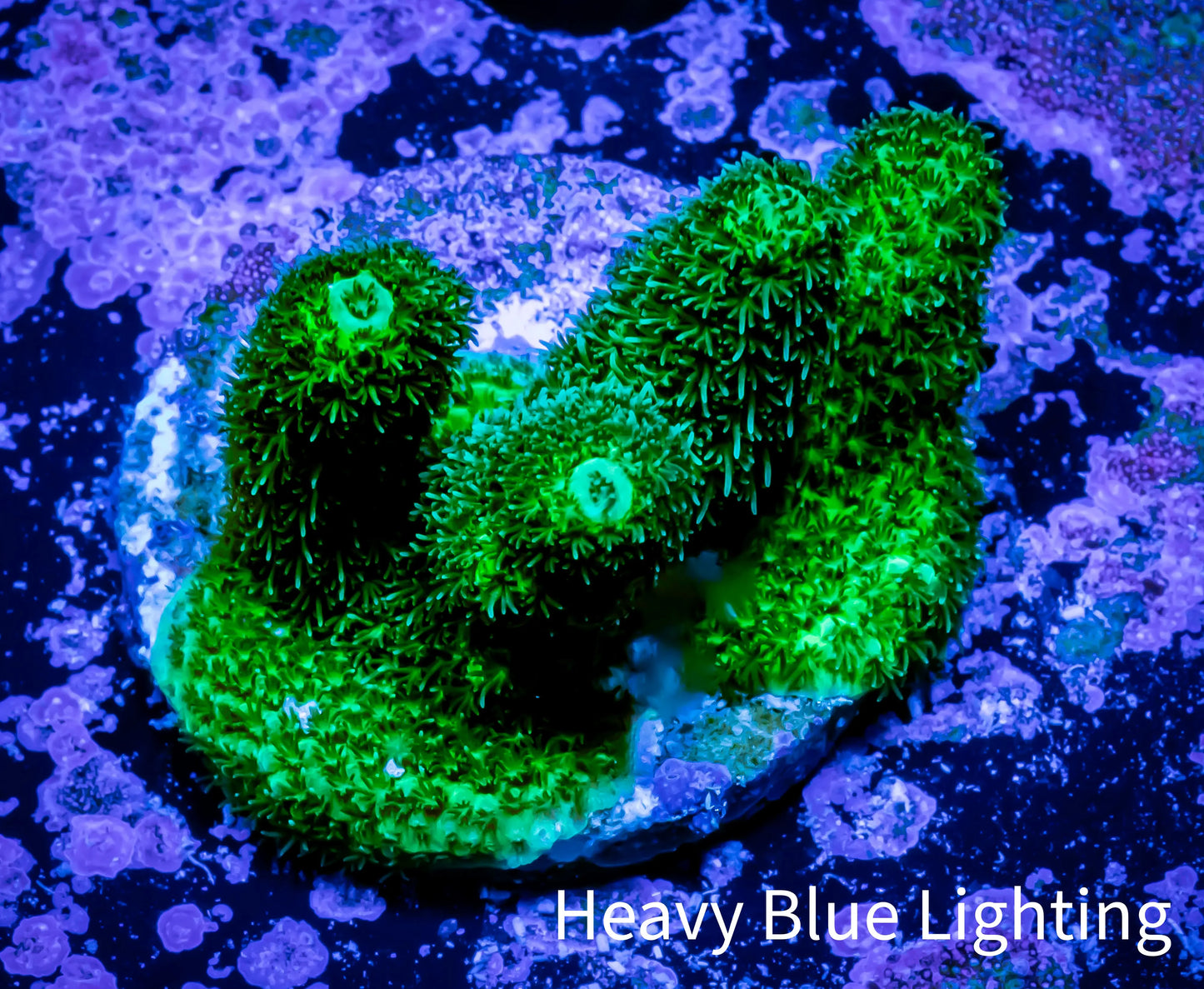 Acropora Millepora Coral - Ultra Mille Frag WYSIWYG A1R5B1 Acropora Millepora Coral - Ultra Mille Frag WYSIWYG A1R5B1 SPS Acropora Millepora Coral - Ultra Mille Frag WYSIWYG A1R5B1 Zeo Box Reef