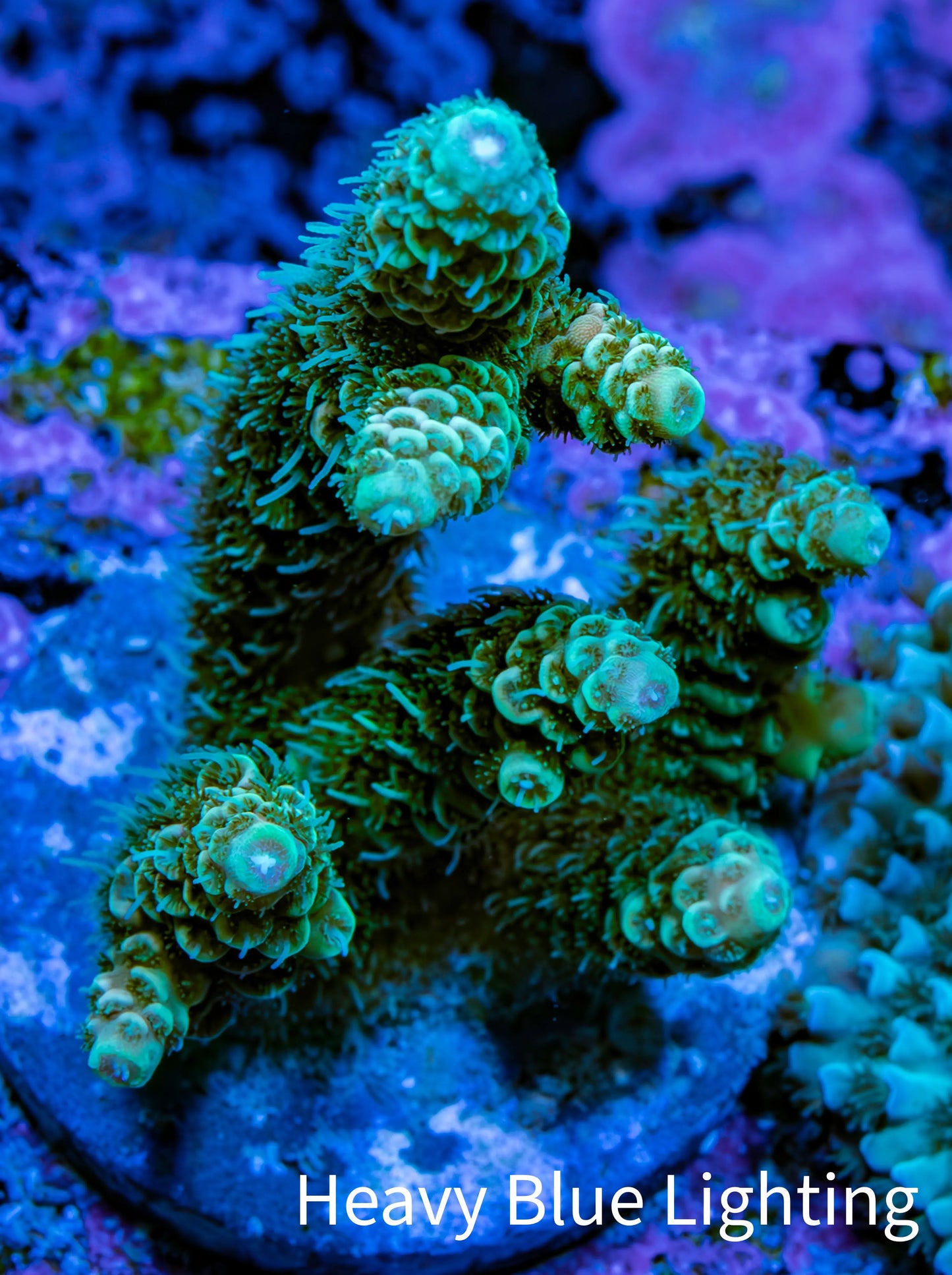 Acropora Millepora Coral - Ultra Mille Frag WYSIWYG A3R5B1 Acropora Millepora Coral - Ultra Mille Frag WYSIWYG A3R5B1 SPS Acropora Millepora Coral - Ultra Mille Frag WYSIWYG A3R5B1 Zeo Box Reef