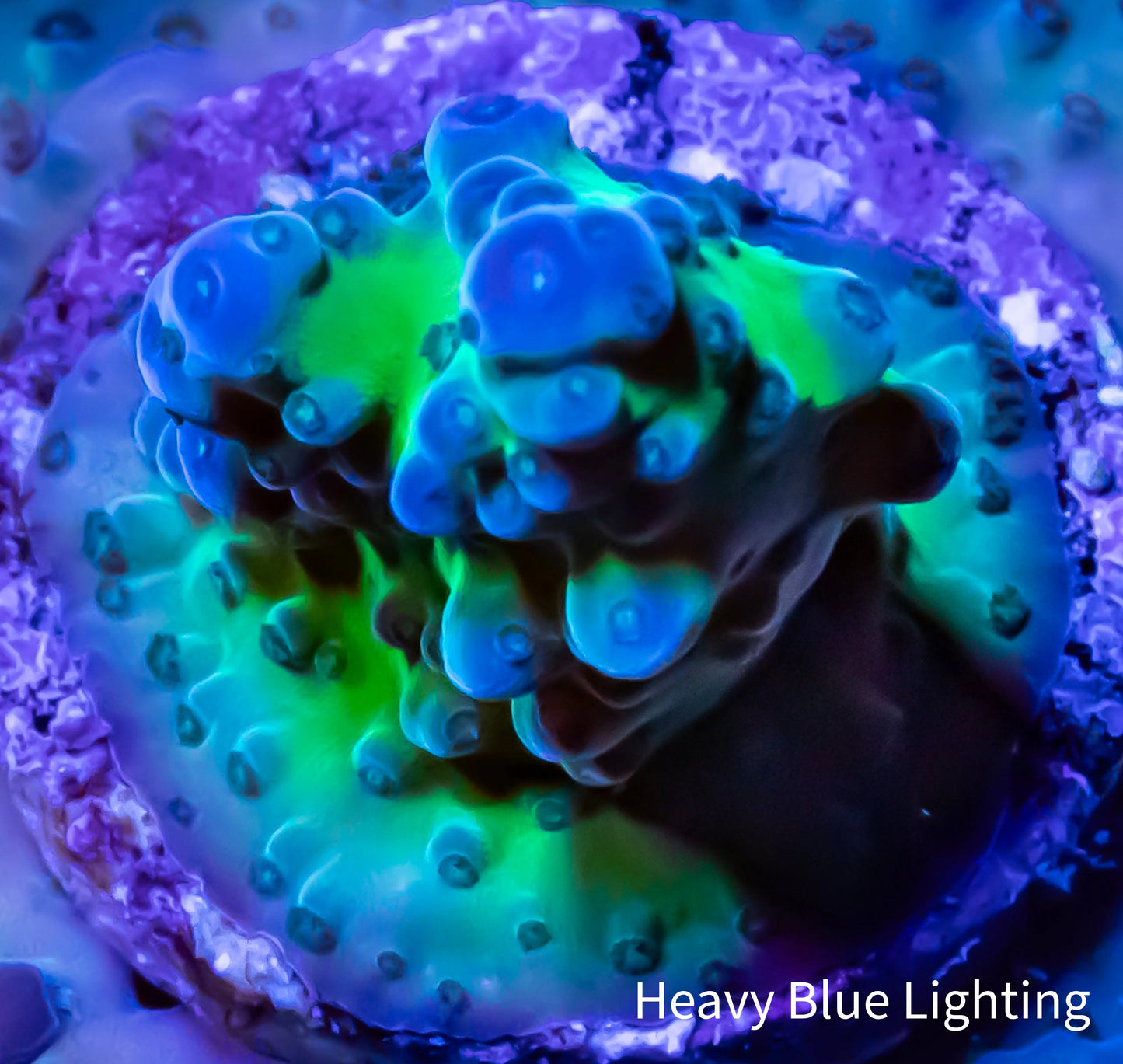 Acropora - Miyagi Tort Acro Frag WYSIWYG Acropora - Miyagi Tort Acro Frag WYSIWYG SPS Acropora - Miyagi Tort Acro Frag WYSIWYG Zeo Box Reef