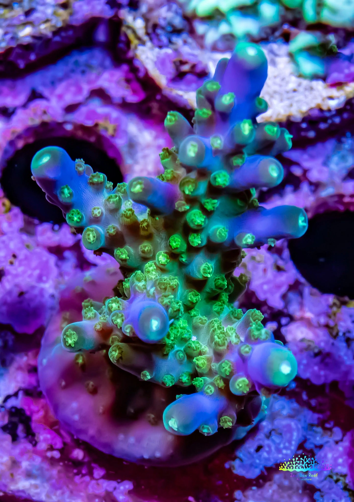 Acropora - Ultimate Eflo Acro Frag Acropora - Ultimate Eflo Acro Frag SPS Acropora - Ultimate Eflo Acro Frag Zeo Box Reef