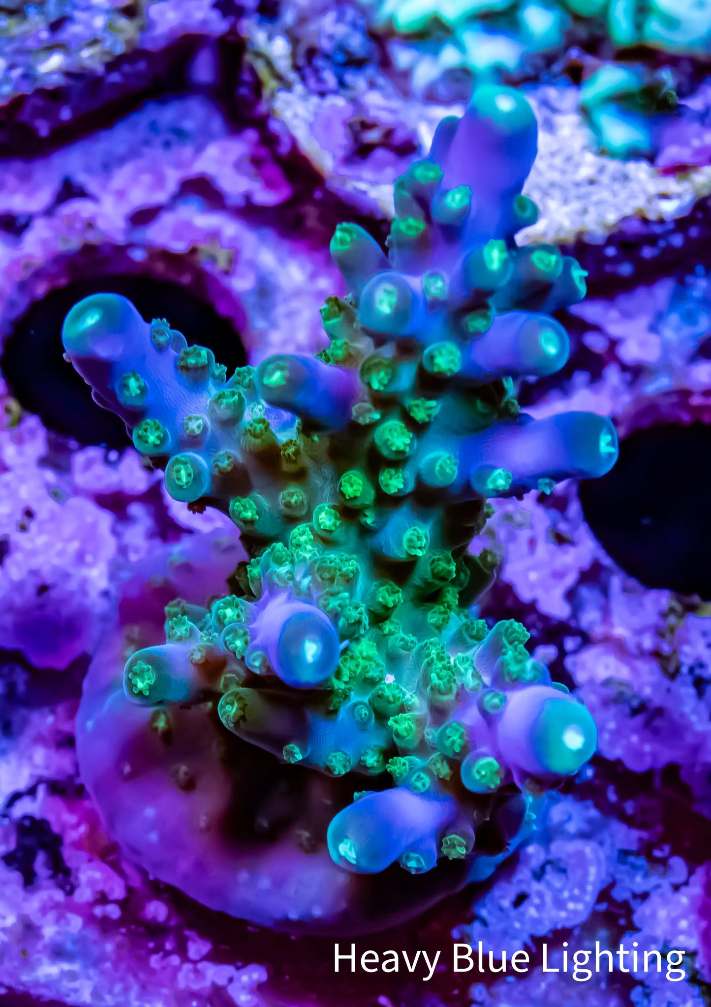 Acropora - Ultimate Eflo Acro Frag Acropora - Ultimate Eflo Acro Frag SPS Acropora - Ultimate Eflo Acro Frag Zeo Box Reef
