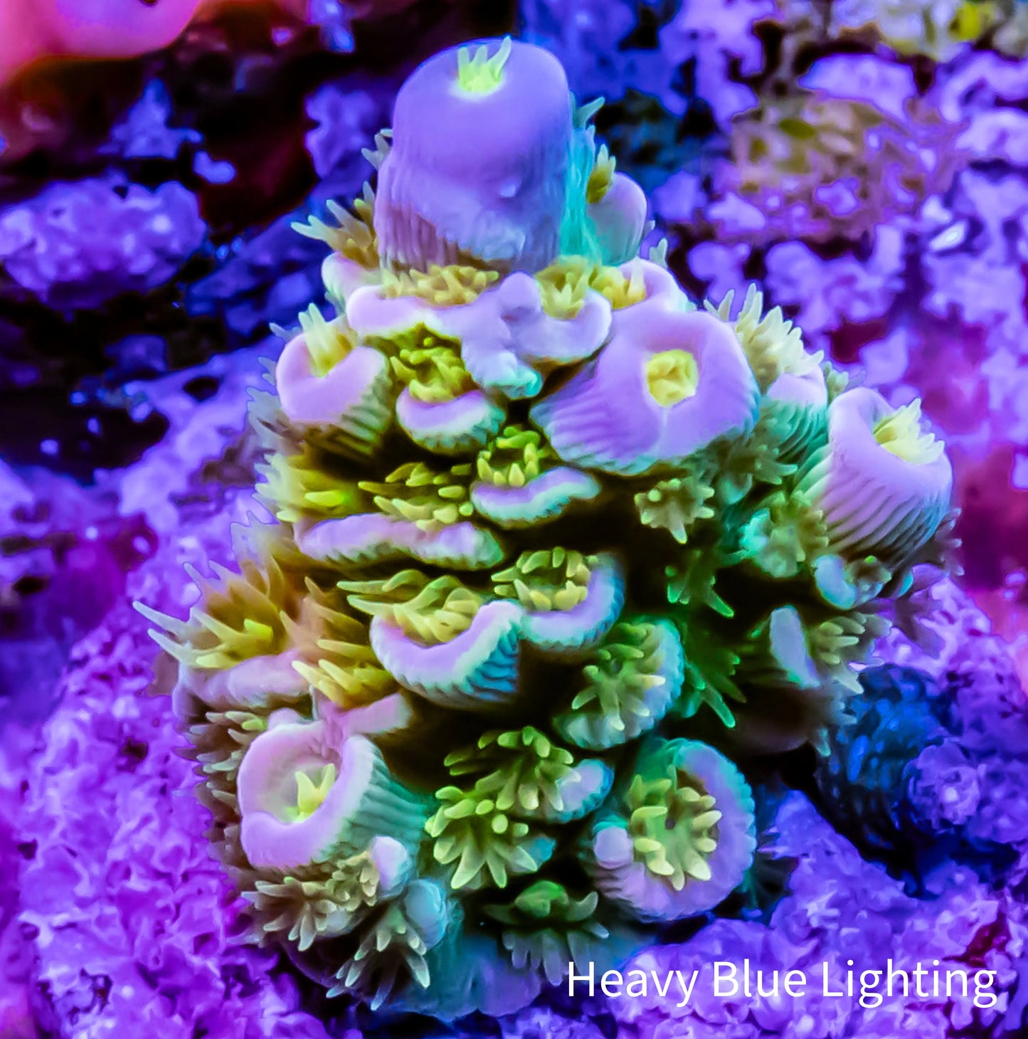 Acropora - Walt Disney 👑 Frag Acropora - Walt Disney 👑 Frag SPS Acropora - Walt Disney 👑 Frag Zeo Box Reef