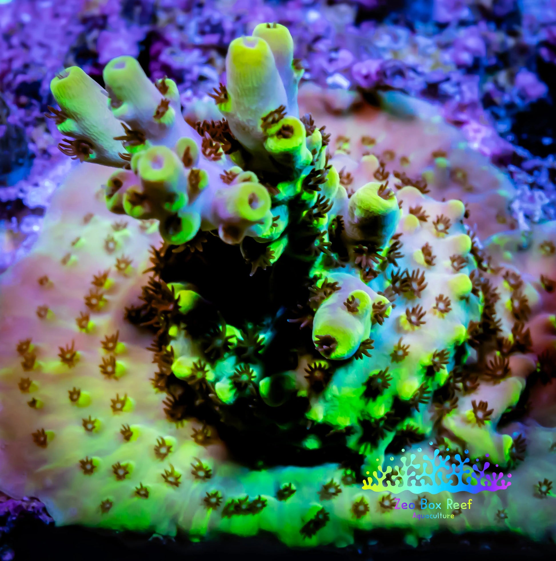 Acropora - ZBR Pikachu Frag WYSIWYG Acropora - ZBR Pikachu Frag WYSIWYG SPS Acropora - ZBR Pikachu Frag WYSIWYG Zeo Box Reef