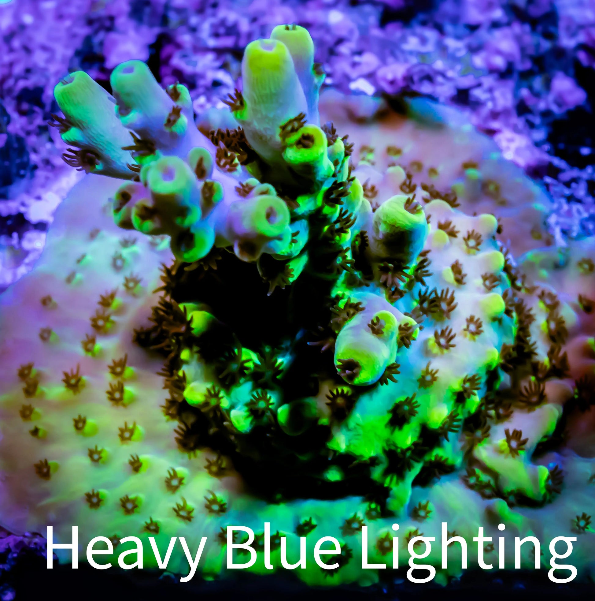 Acropora - ZBR Pikachu Frag WYSIWYG Acropora - ZBR Pikachu Frag WYSIWYG SPS Acropora - ZBR Pikachu Frag WYSIWYG Zeo Box Reef