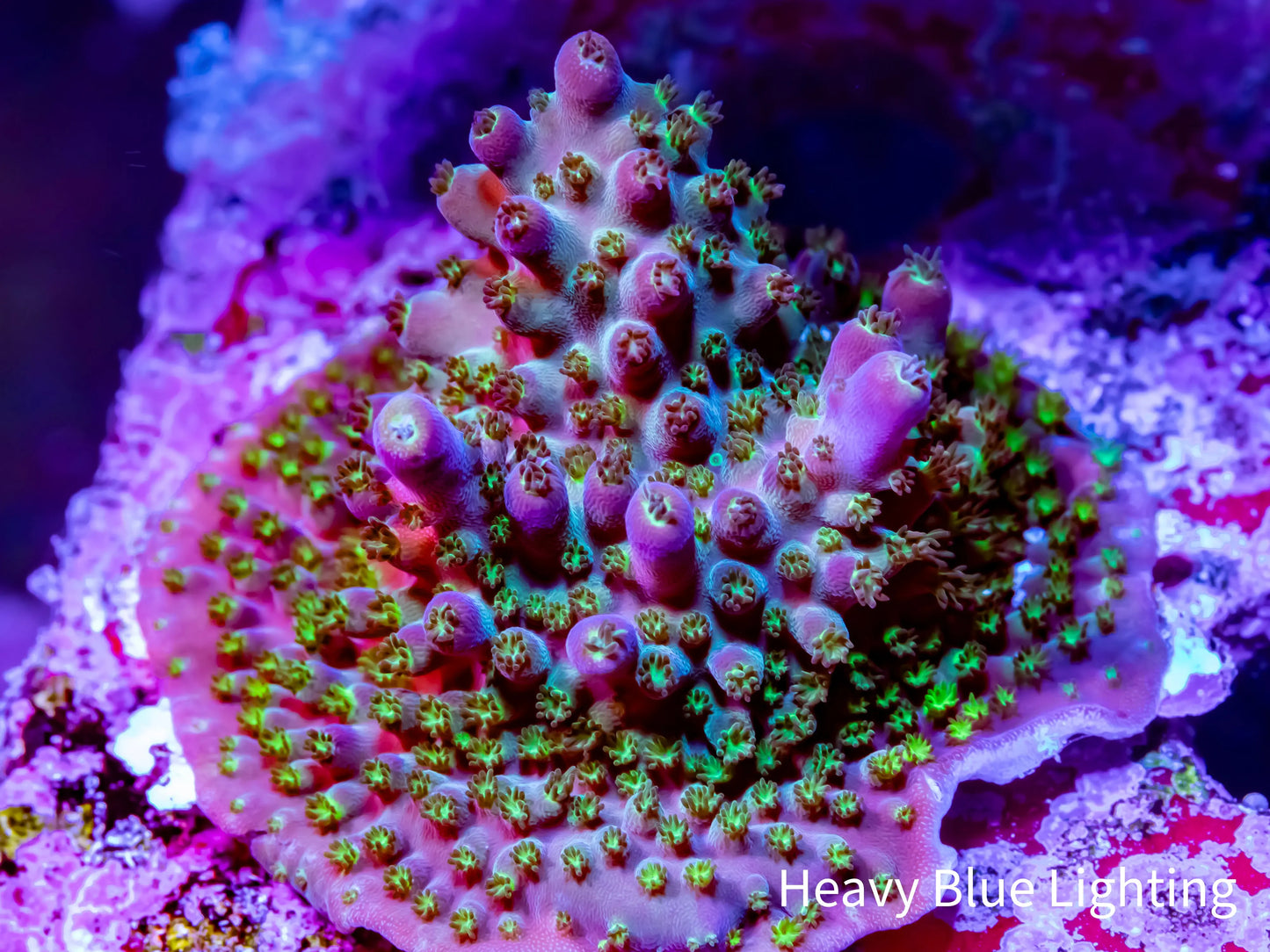 Acropora - ZBR Sour Patch Frag Acropora - ZBR Sour Patch Frag SPS Acropora - ZBR Sour Patch Frag Zeo Box Reef