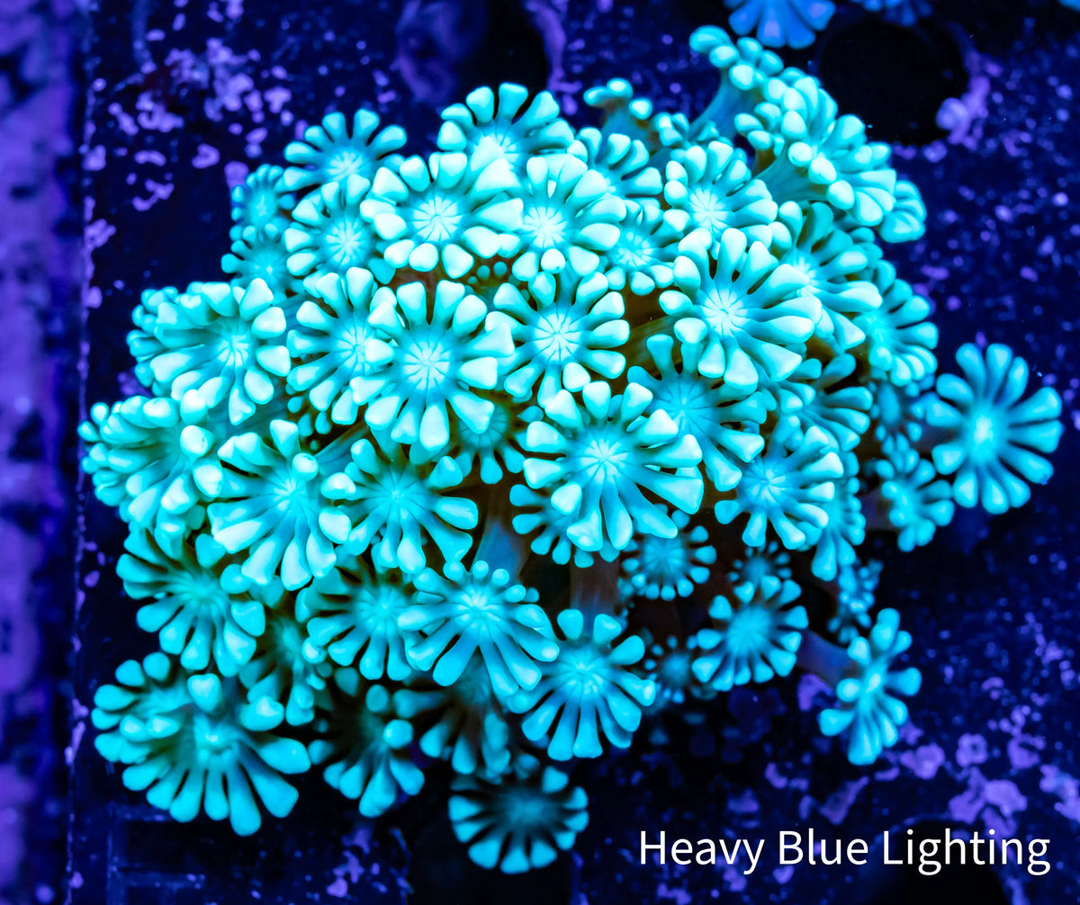 Alveapora Coral - Frag WYSIWYG Alveapora Coral - Frag WYSIWYG Animals & Pet Supplies Alveapora Coral - Frag WYSIWYG Zeo Box Reef
