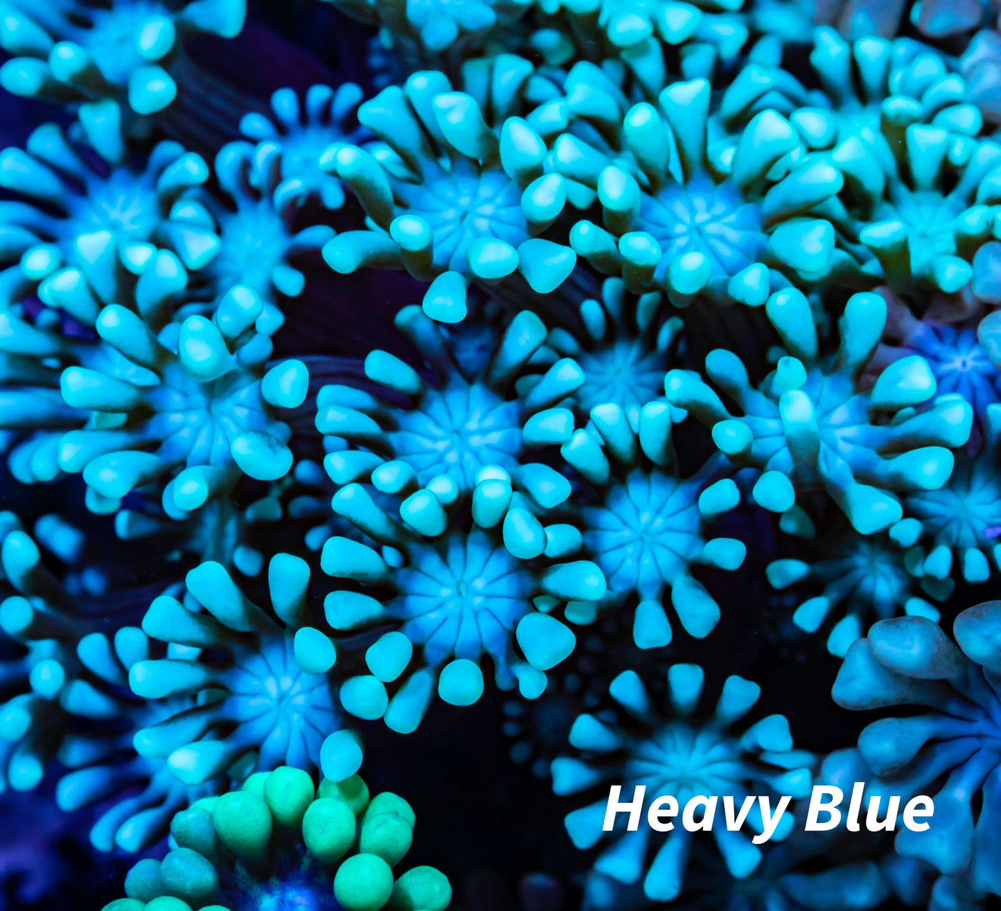 Alveapora Coral - LPS - Frag- WYSIWYG Alveapora Coral - LPS - Frag- WYSIWYG Animals & Pet Supplies Alveapora Coral - LPS - Frag- WYSIWYG Zeo Box Reef