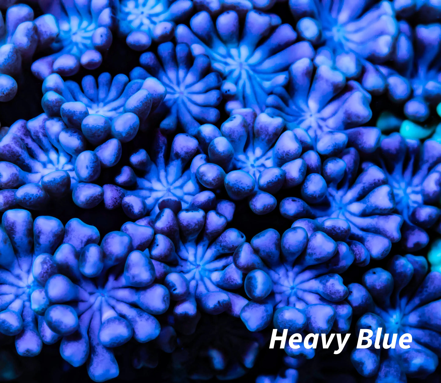 Alveapora Coral - LPS - Frag- WYSIWYG Alveapora Coral - LPS - Frag- WYSIWYG Animals & Pet Supplies Alveapora Coral - LPS - Frag- WYSIWYG Zeo Box Reef