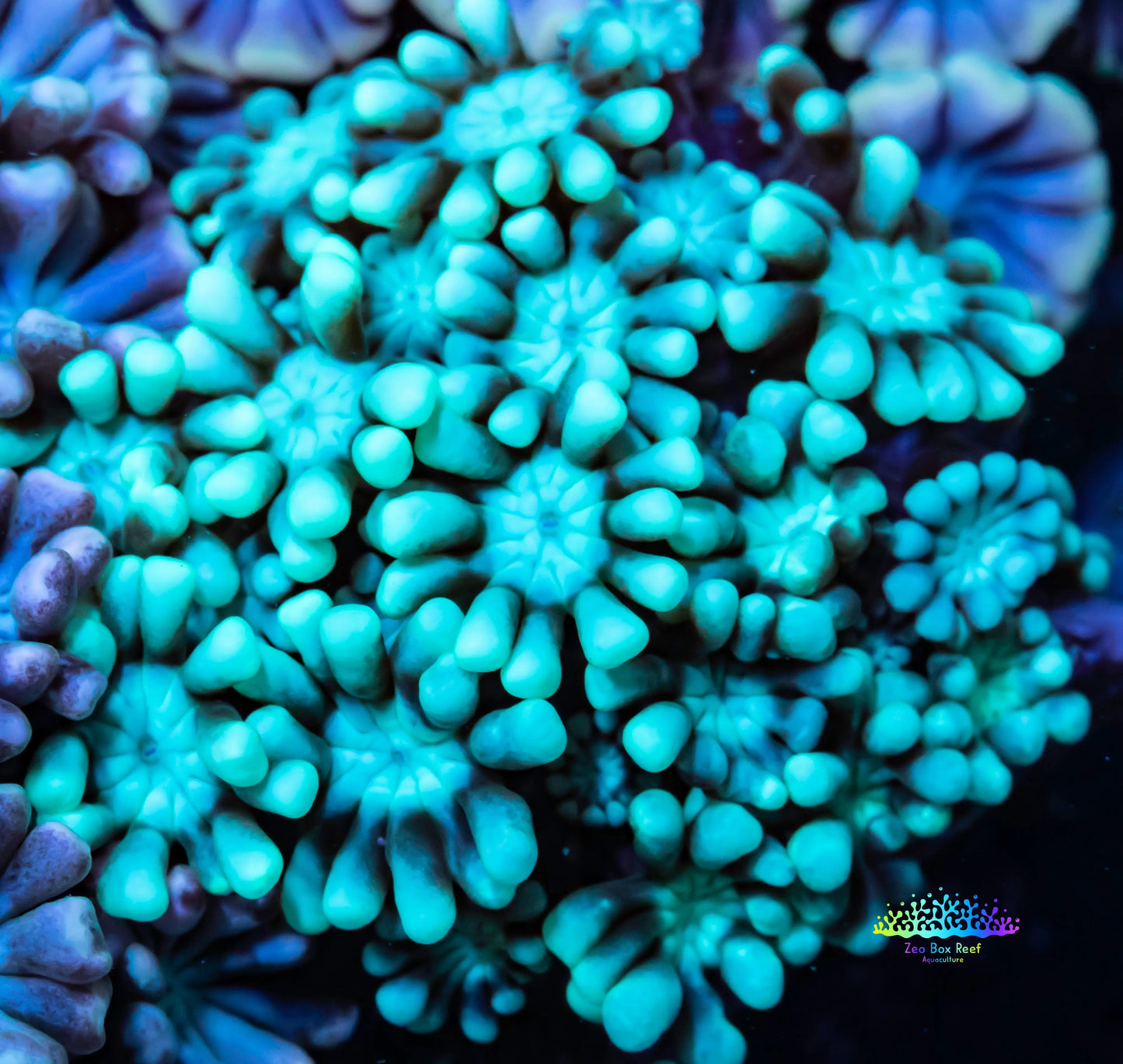 Alveapora Coral - LPS - Frag- WYSIWYG Alveapora Coral - LPS - Frag- WYSIWYG Animals & Pet Supplies Alveapora Coral - LPS - Frag- WYSIWYG Zeo Box Reef