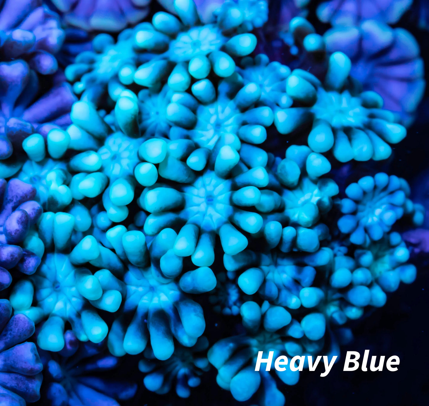 Alveapora Coral - LPS - Frag- WYSIWYG Alveapora Coral - LPS - Frag- WYSIWYG Animals & Pet Supplies Alveapora Coral - LPS - Frag- WYSIWYG Zeo Box Reef