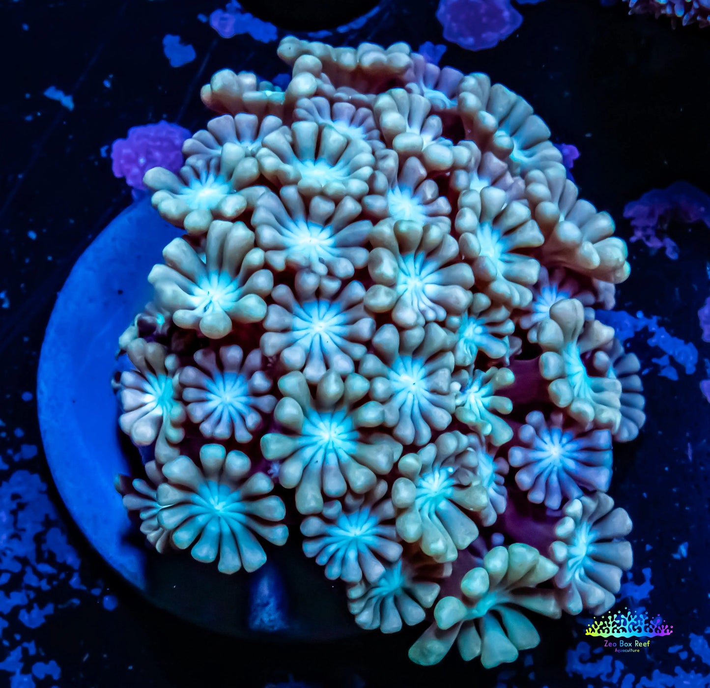 Alveapora Coral - Frag WYSIWYG Alveapora Coral - Frag WYSIWYG Animals & Pet Supplies Alveapora Coral - Frag WYSIWYG Zeo Box Reef