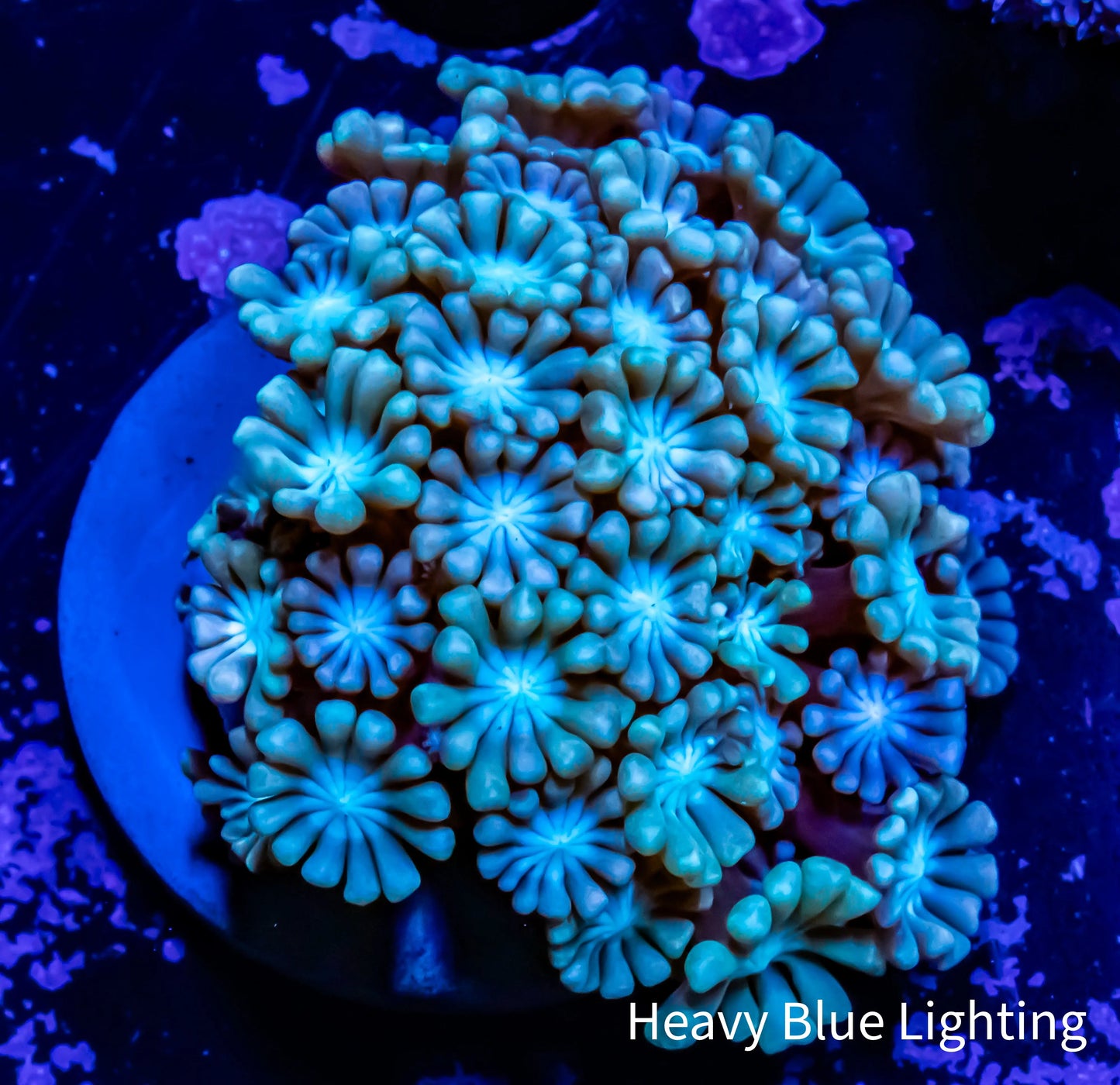 Alveapora Coral - Frag WYSIWYG Alveapora Coral - Frag WYSIWYG Animals & Pet Supplies Alveapora Coral - Frag WYSIWYG Zeo Box Reef