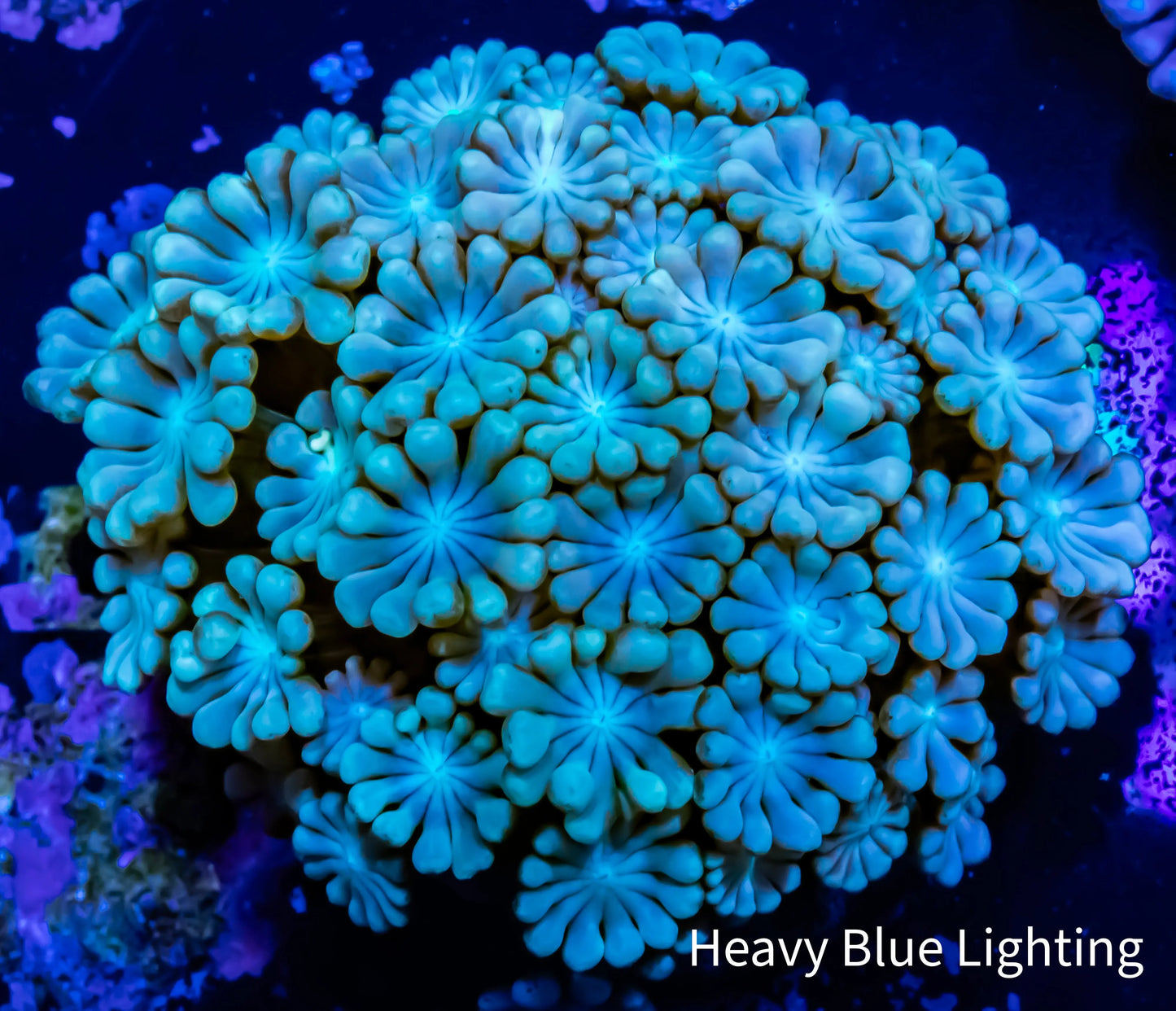 Alveapora Coral - Frag WYSIWYG Alveapora Coral - Frag WYSIWYG Animals & Pet Supplies Alveapora Coral - Frag WYSIWYG Zeo Box Reef