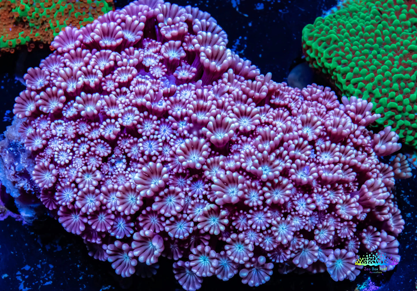 Alveapora Coral - WYSIWYG 6cm Alveapora Coral - WYSIWYG 6cm Animals & Pet Supplies Alveapora Coral - WYSIWYG 6cm Zeo Box Reef
