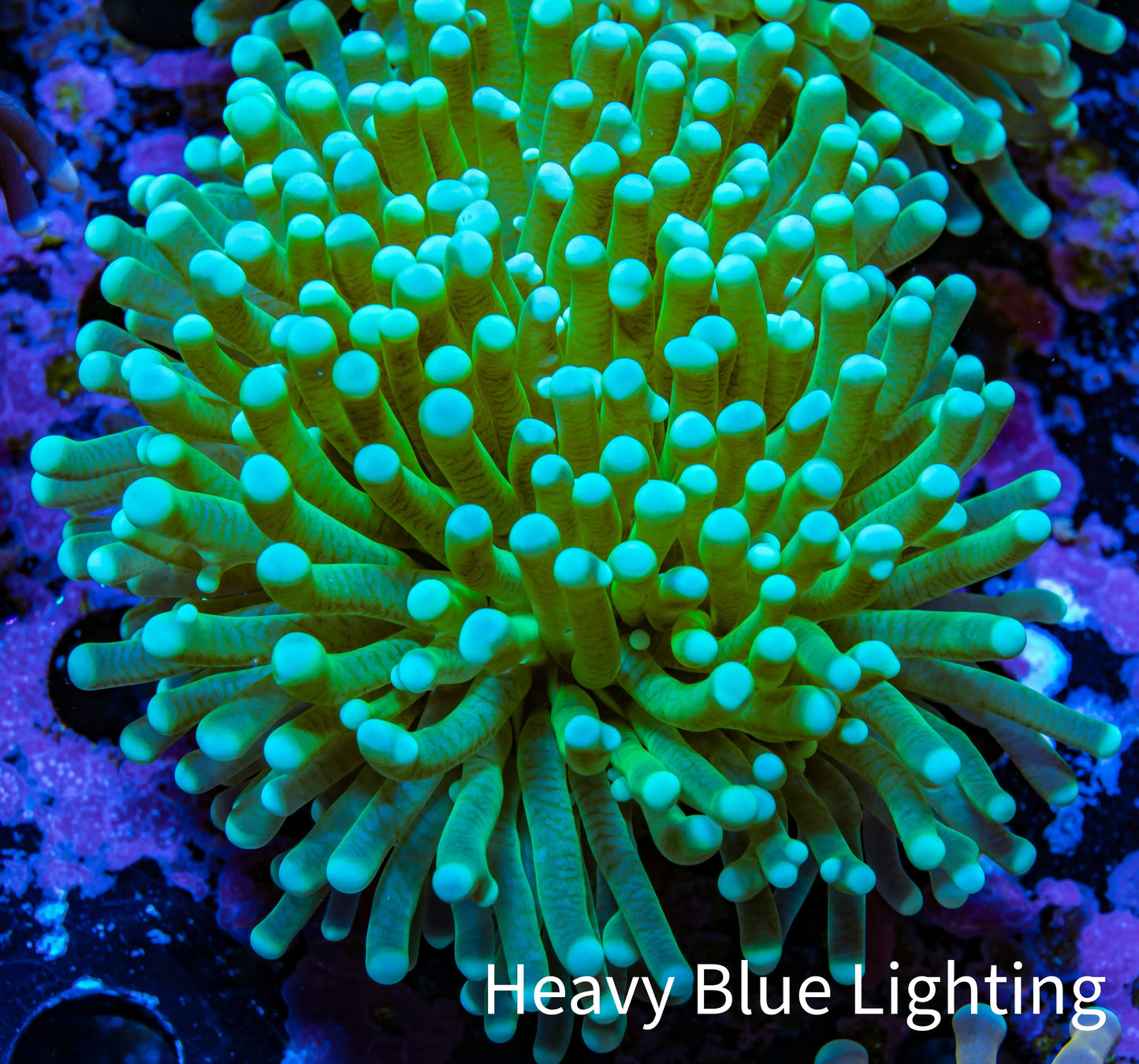 Banana 🍌 Torch Coral 6cm WYSIWYG C1R1B1 Banana 🍌 Torch Coral 6cm WYSIWYG C1R1B1 LPS Banana 🍌 Torch Coral 6cm WYSIWYG C1R1B1 Zeo Box Reef
