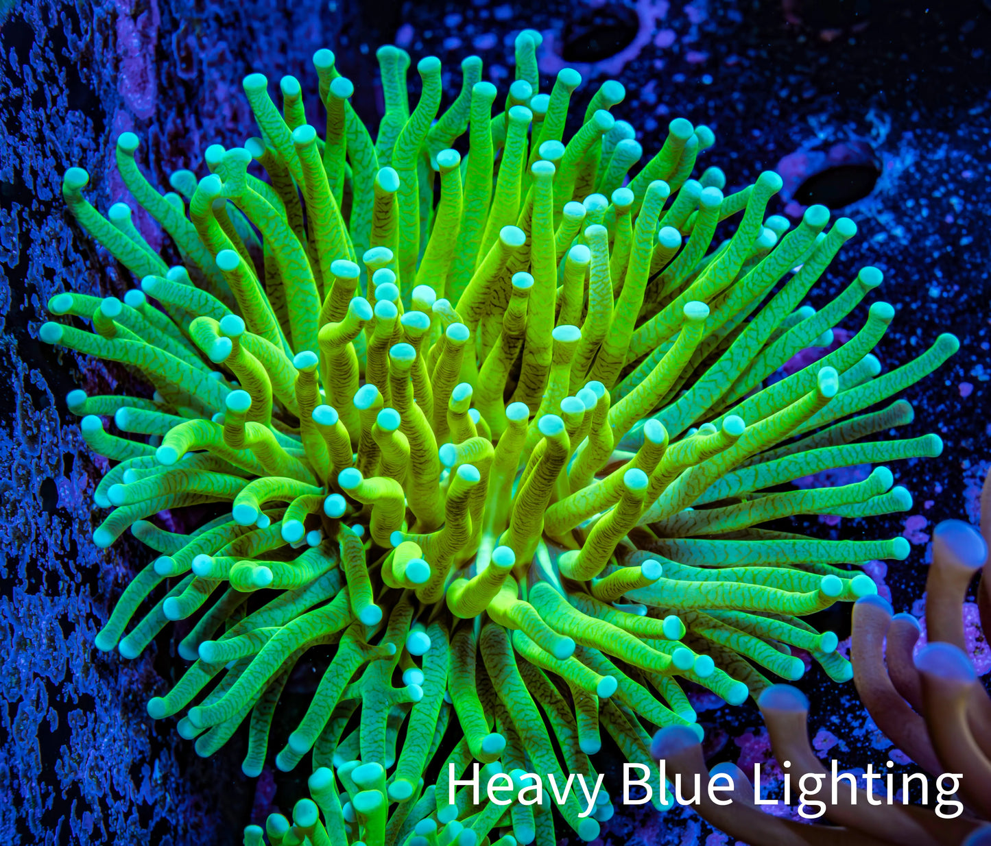 Banana 🍌 Torch Coral 7cm WYSIWYG Banana 🍌 Torch Coral 7cm WYSIWYG LPS Banana 🍌 Torch Coral 7cm WYSIWYG Zeo Box Reef