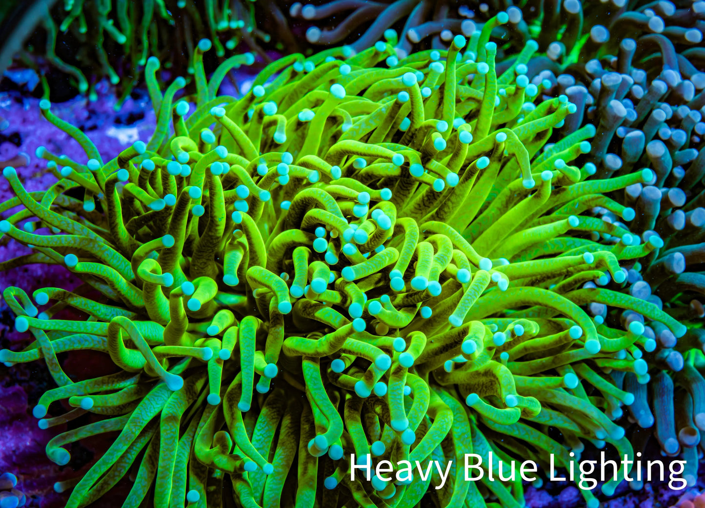 Banana 🍌 Torch Coral 8cm WYSIWYG Banana 🍌 Torch Coral 8cm WYSIWYG LPS Banana 🍌 Torch Coral 8cm WYSIWYG Zeo Box Reef