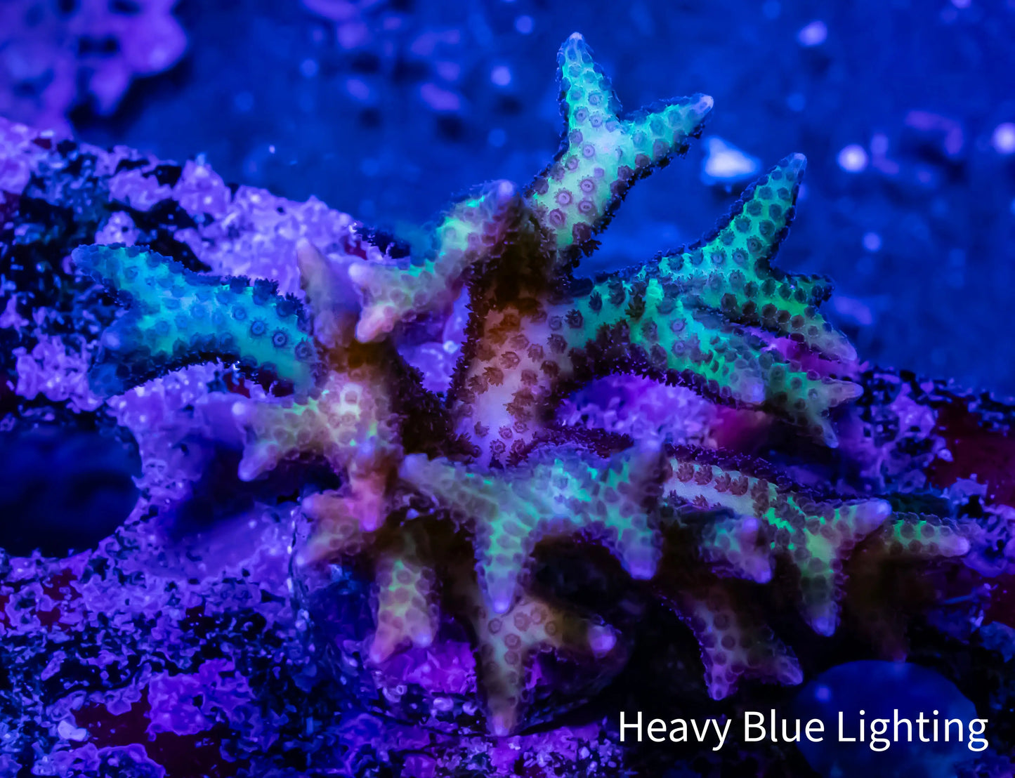Birdsnest Coral- Green Tip Purple Polyp - Frag Birdsnest Coral- Green Tip Purple Polyp - Frag SPS Birdsnest Coral- Green Tip Purple Polyp - Frag Zeo Box Reef