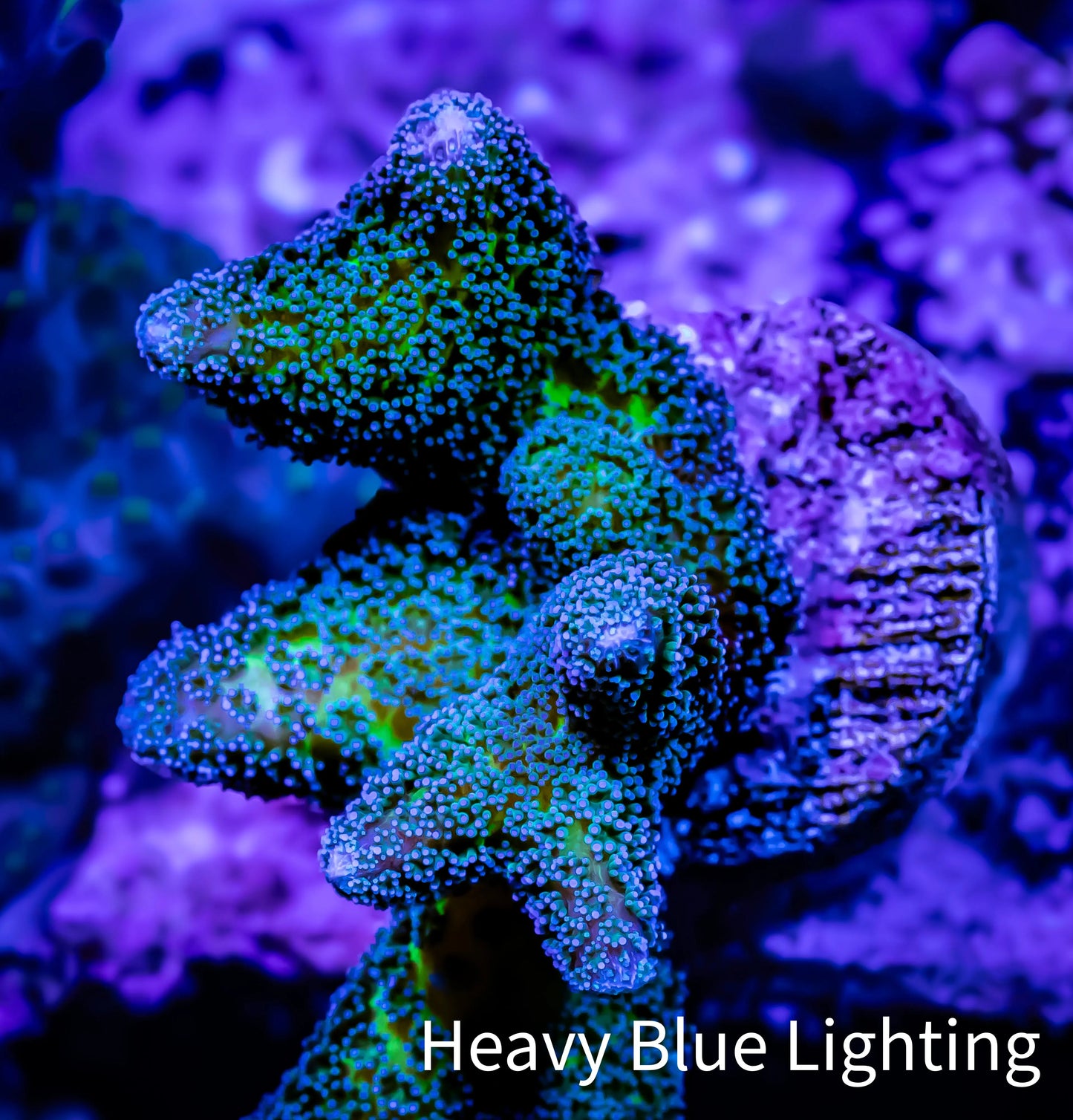 Birdsnest Coral- Seriatopora- Bird Of Paradise - Frag Birdsnest Coral- Seriatopora- Bird Of Paradise - Frag SPS Birdsnest Coral- Seriatopora- Bird Of Paradise - Frag Zeo Box Reef