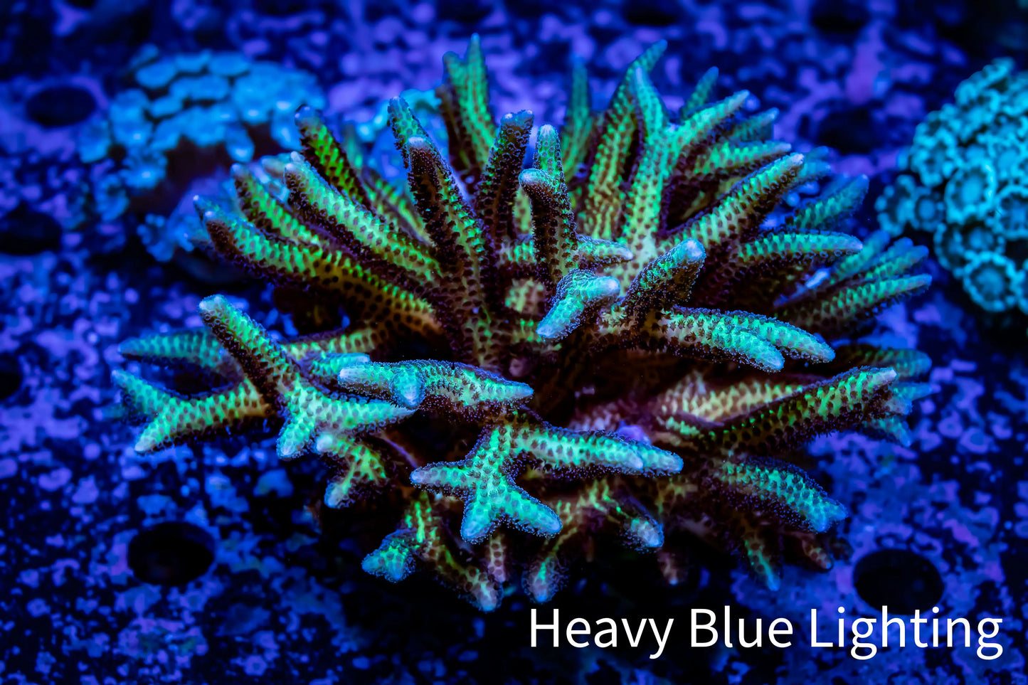 Birdsnest Coral- seriatopora- ZBR Hystrix - 8cm WYSIWYG Birdsnest Coral- seriatopora- ZBR Hystrix - 8cm WYSIWYG SPS Birdsnest Coral- seriatopora- ZBR Hystrix - 8cm WYSIWYG Zeo Box Reef