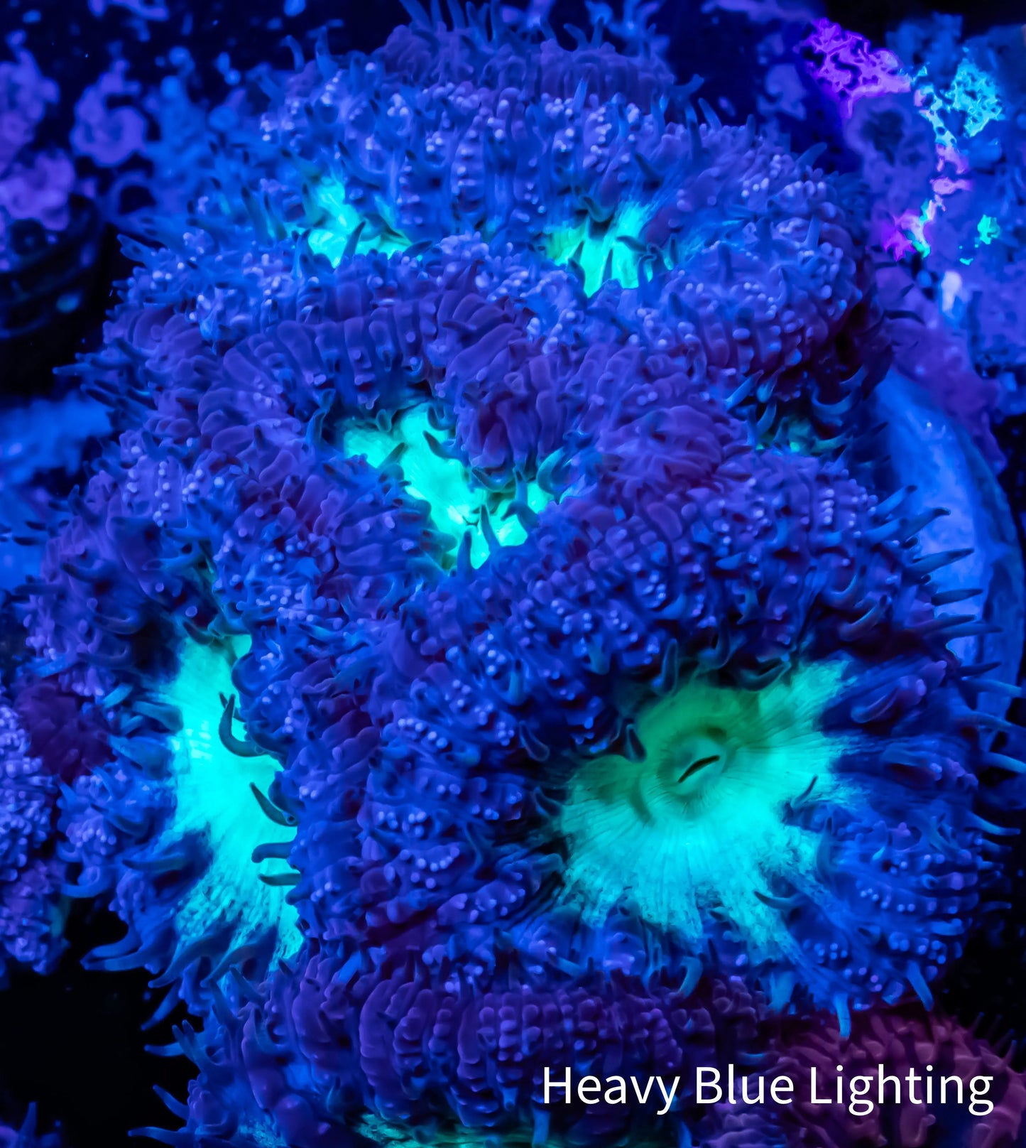 Blastomussa Wellsi Coral- WYSIWYG 2cm Blastomussa Wellsi Coral- WYSIWYG 2cm LPS Blastomussa Wellsi Coral- WYSIWYG 2cm Zeo Box Reef