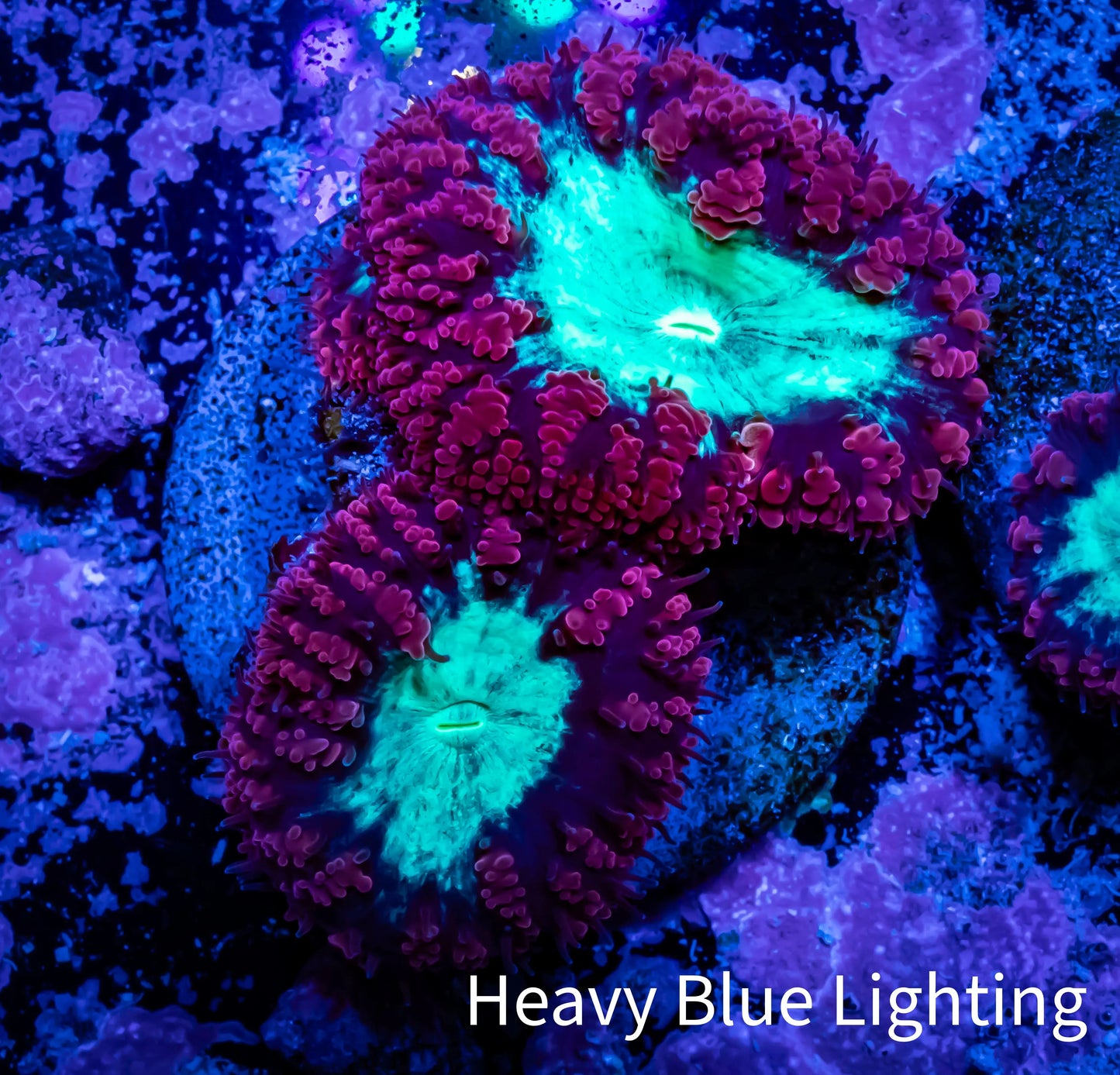Blastomussa Wellsi Coral- WYSIWYG Frag A1R5B2 Blastomussa Wellsi Coral- WYSIWYG Frag A1R5B2 LPS Blastomussa Wellsi Coral- WYSIWYG Frag A1R5B2 Zeo Box Reef