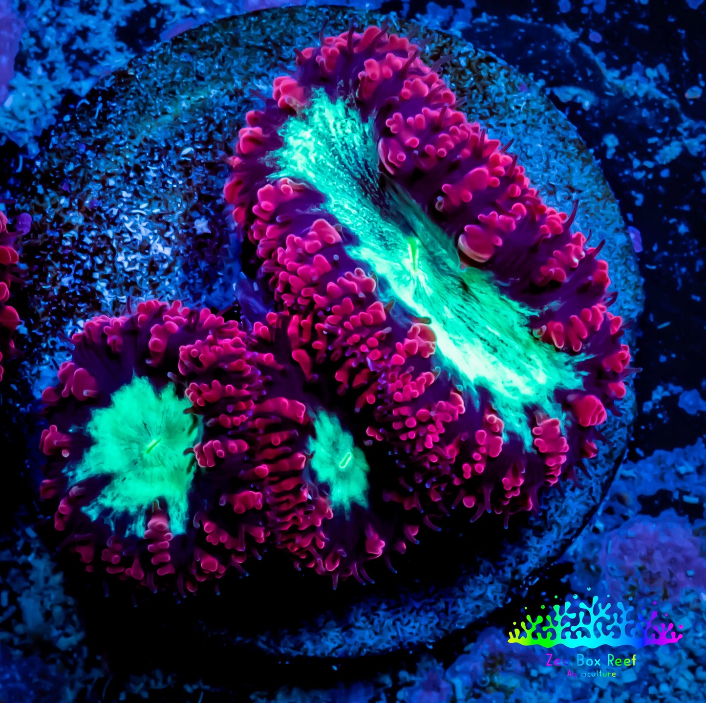 Blastomussa Wellsi Coral- WYSIWYG Frag A2R5B2 Blastomussa Wellsi Coral- WYSIWYG Frag A2R5B2 LPS Blastomussa Wellsi Coral- WYSIWYG Frag A2R5B2 Zeo Box Reef