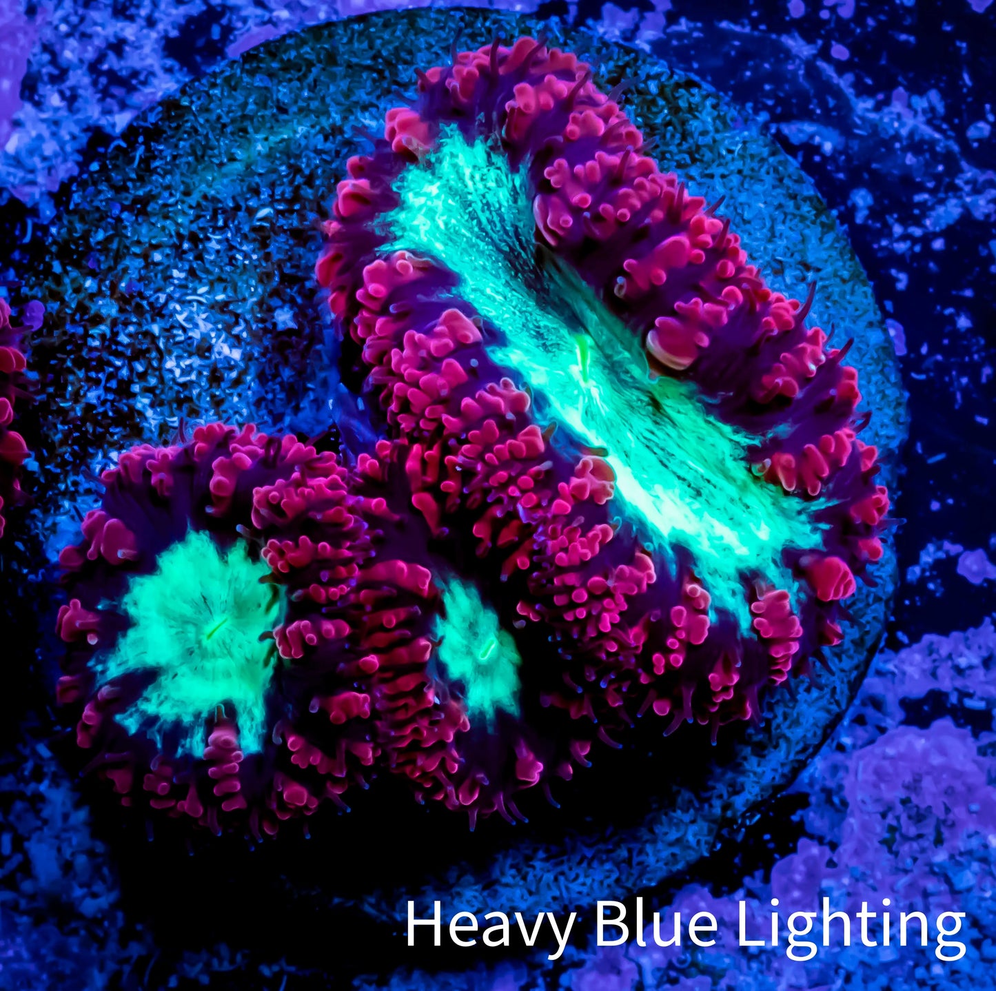 Blastomussa Wellsi Coral- WYSIWYG Frag A2R5B2 Blastomussa Wellsi Coral- WYSIWYG Frag A2R5B2 LPS Blastomussa Wellsi Coral- WYSIWYG Frag A2R5B2 Zeo Box Reef