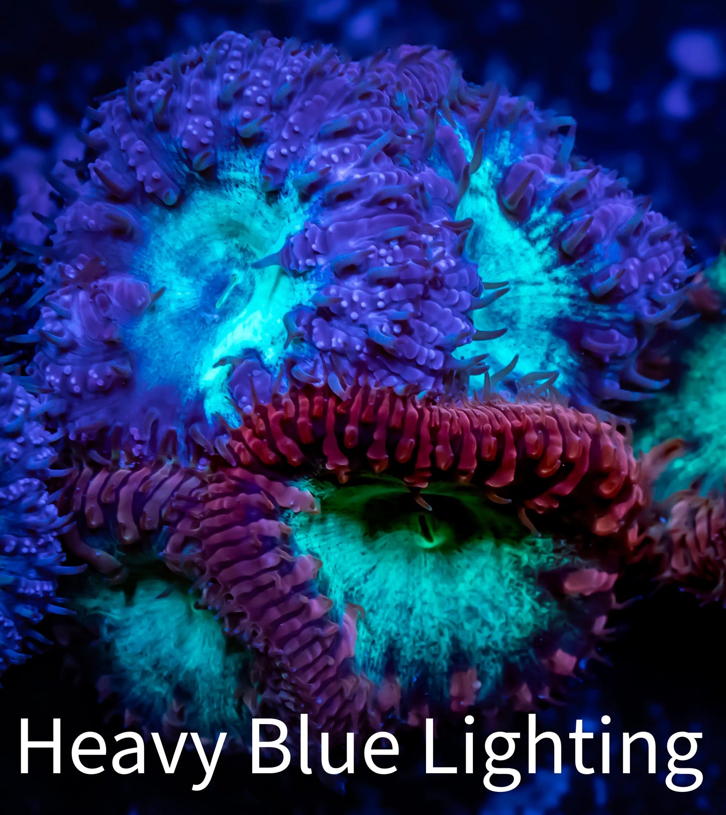 Blastomussa Wellsi Coral- WYSIWYG Frag A3R5B1 Blastomussa Wellsi Coral- WYSIWYG Frag A3R5B1 LPS Blastomussa Wellsi Coral- WYSIWYG Frag A3R5B1 Zeo Box Reef