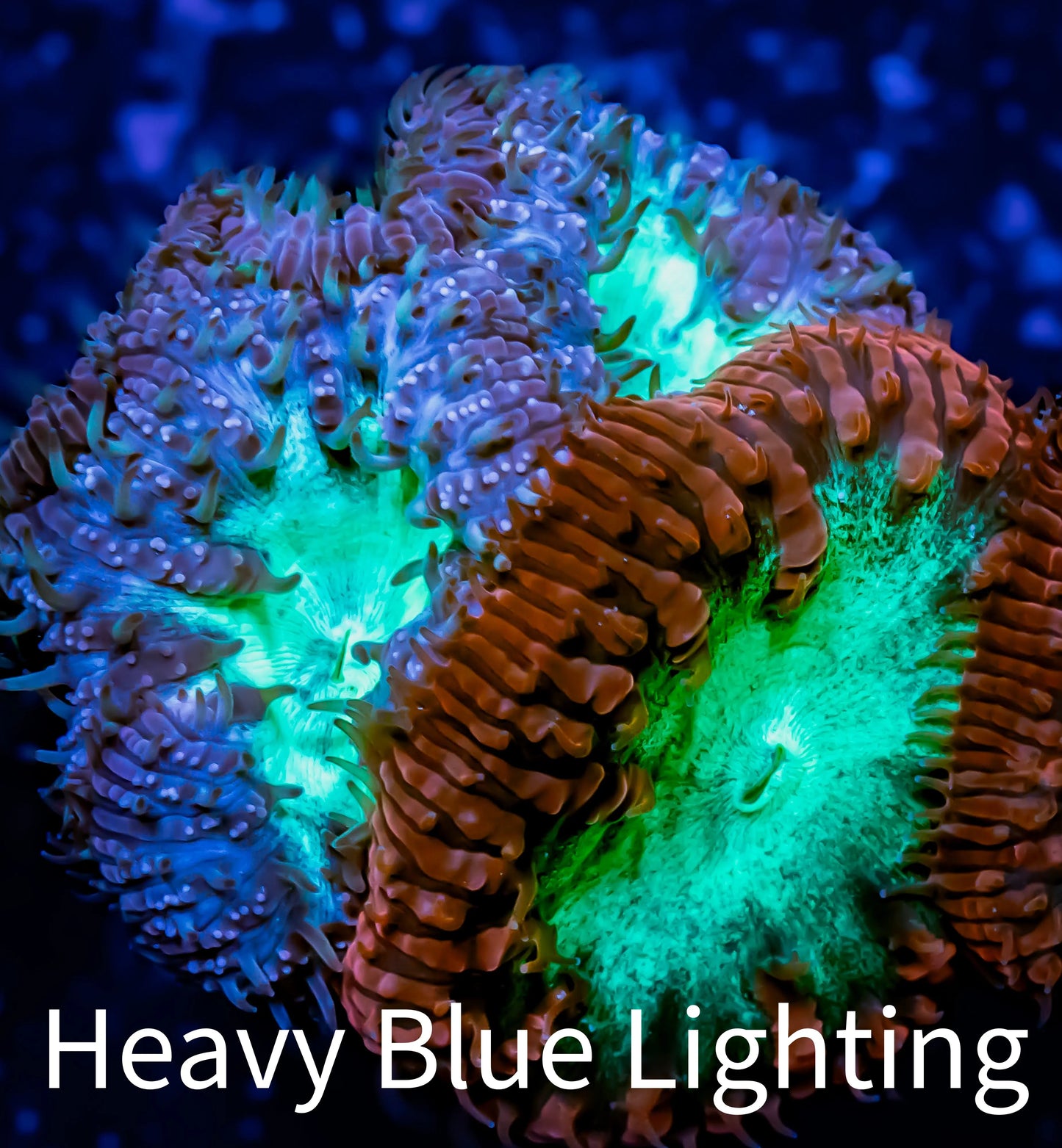 Blastomussa Wellsi Coral- WYSIWYG Frag A6R5B1 Blastomussa Wellsi Coral- WYSIWYG Frag A6R5B1 LPS Blastomussa Wellsi Coral- WYSIWYG Frag A6R5B1 Zeo Box Reef