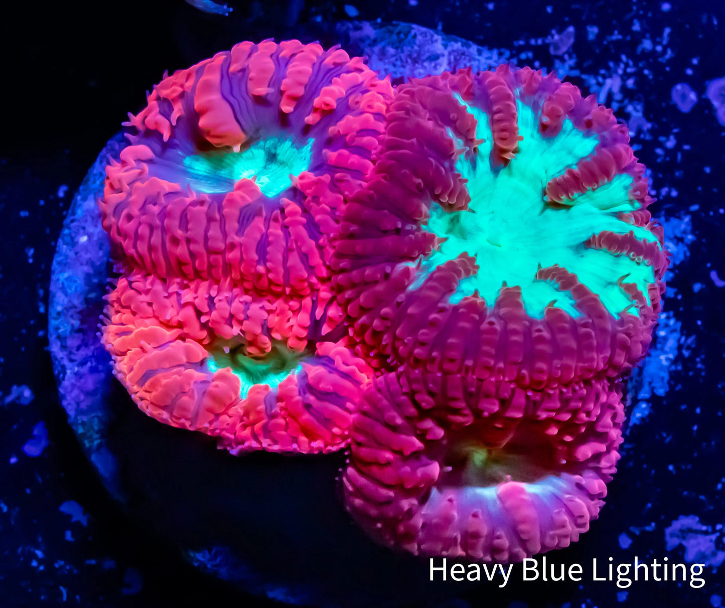 Blastomussa Wellsi Coral- WYSIWYG Frag A6R5B2 Blastomussa Wellsi Coral- WYSIWYG Frag A6R5B2 LPS Blastomussa Wellsi Coral- WYSIWYG Frag A6R5B2 Zeo Box Reef