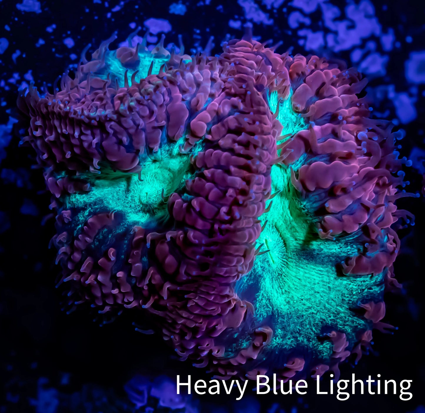 Blastomussa Wellsi Coral- WYSIWYG Frag B2R5B2 Blastomussa Wellsi Coral- WYSIWYG Frag B2R5B2 LPS Blastomussa Wellsi Coral- WYSIWYG Frag B2R5B2 Zeo Box Reef