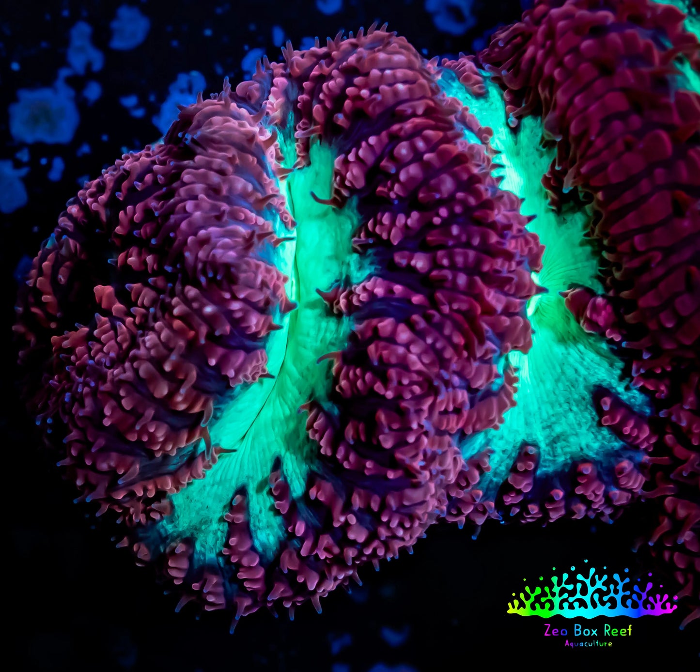 Blastomussa Wellsi Coral- WYSIWYG Frag B3R5B2 Blastomussa Wellsi Coral- WYSIWYG Frag B3R5B2 LPS Blastomussa Wellsi Coral- WYSIWYG Frag B3R5B2 Zeo Box Reef