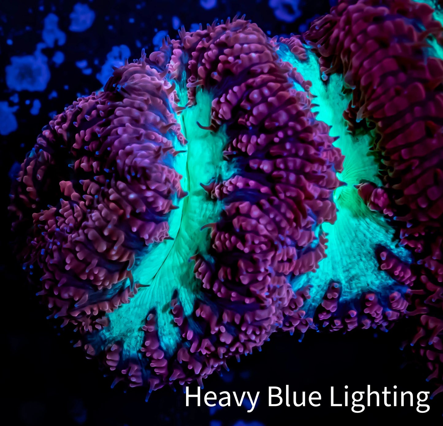 Blastomussa Wellsi Coral- WYSIWYG Frag B3R5B2 Blastomussa Wellsi Coral- WYSIWYG Frag B3R5B2 LPS Blastomussa Wellsi Coral- WYSIWYG Frag B3R5B2 Zeo Box Reef