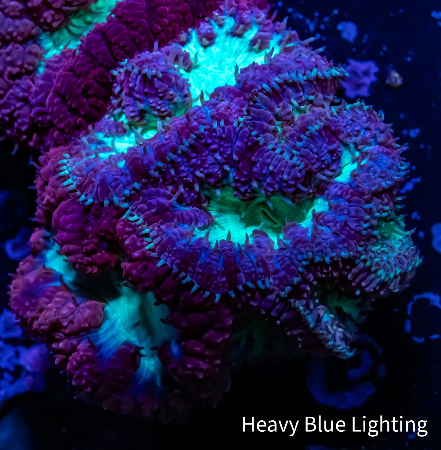 Blastomussa Wellsi Coral- WYSIWYG Blastomussa Wellsi Coral- WYSIWYG LPS Blastomussa Wellsi Coral- WYSIWYG Zeo Box Reef