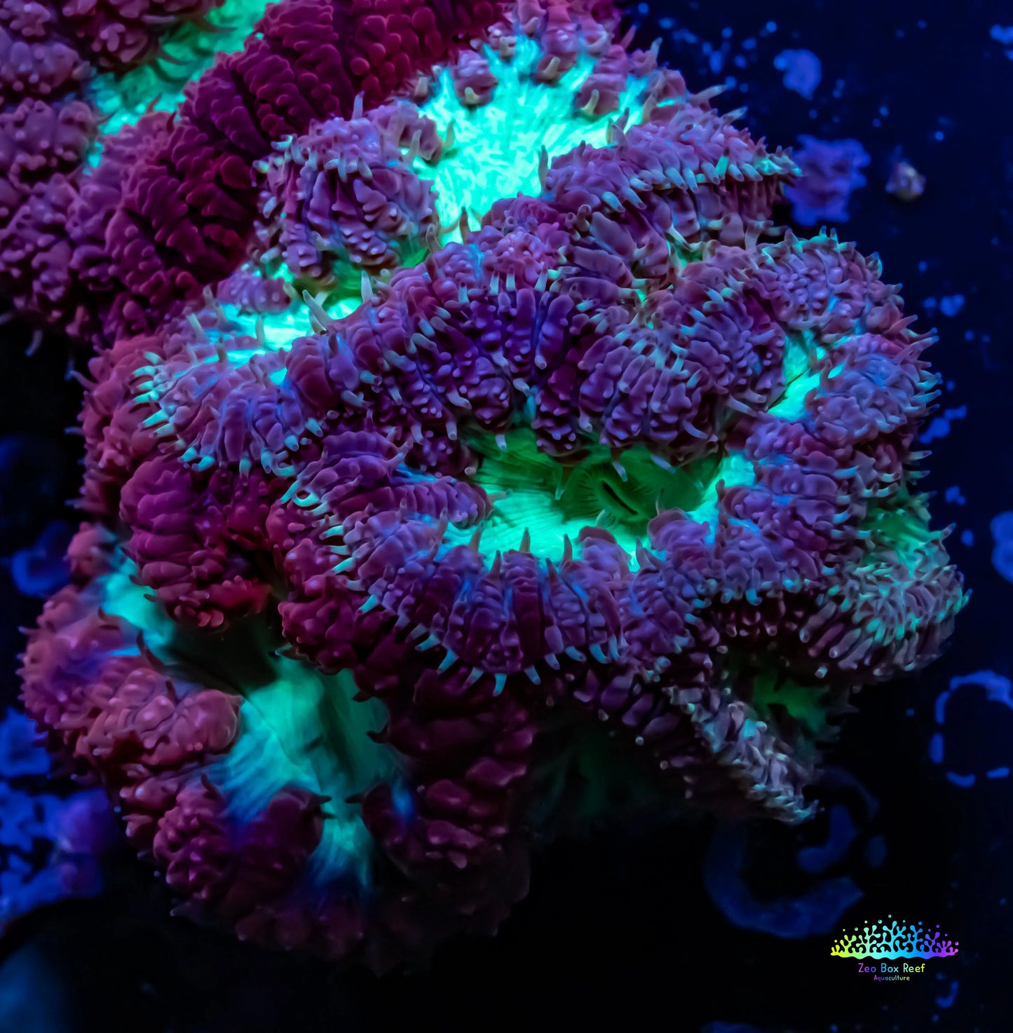 Blastomussa Wellsi Coral- WYSIWYG Blastomussa Wellsi Coral- WYSIWYG LPS Blastomussa Wellsi Coral- WYSIWYG Zeo Box Reef