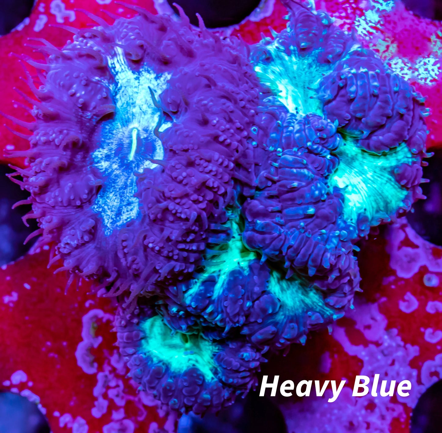 Blastomussa wellsi Coral- Frag WYSIWYG Blastomussa wellsi Coral- Frag WYSIWYG LPS Blastomussa wellsi Coral- Frag WYSIWYG Zeo Box Reef