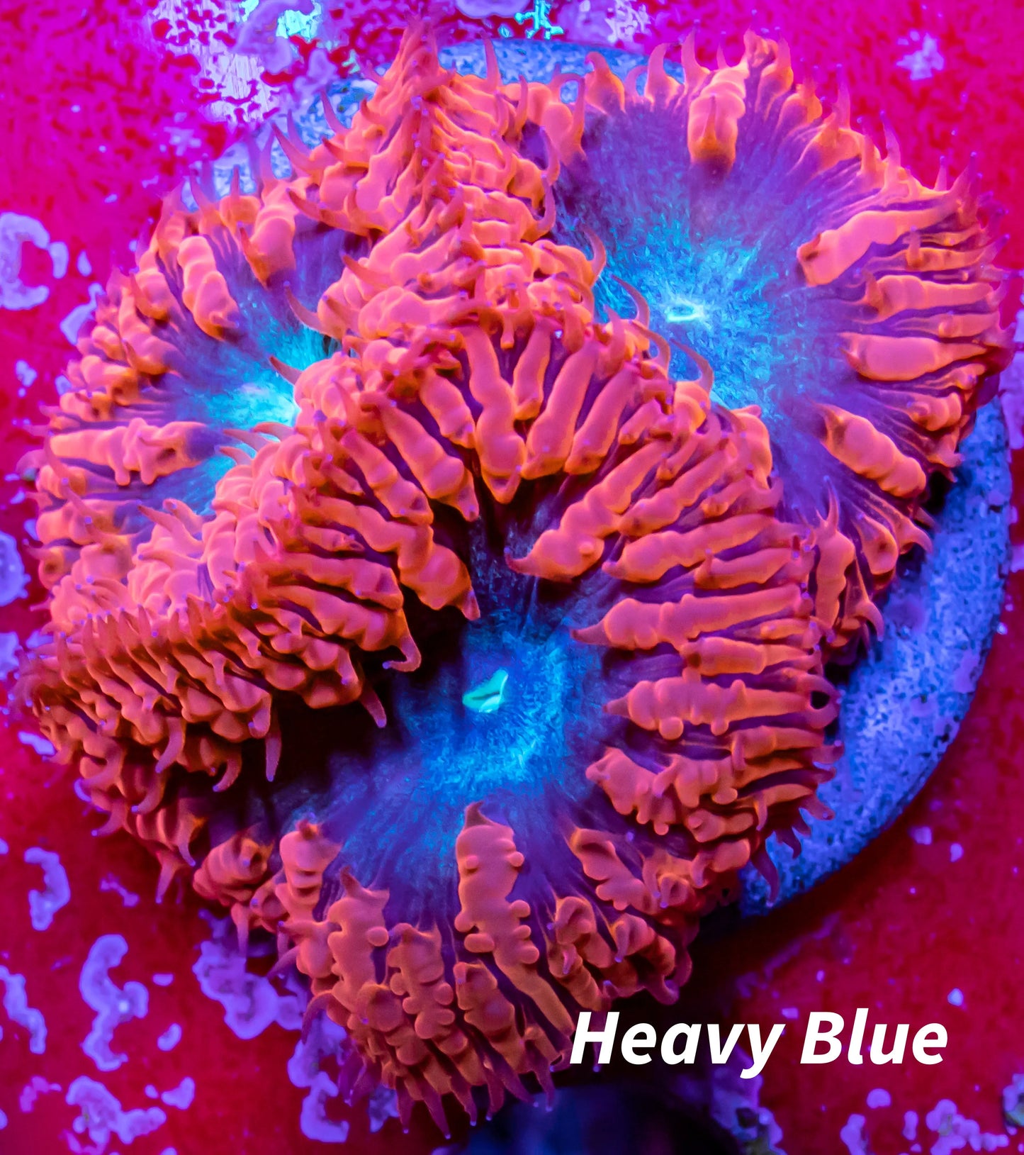 Blastomussa wellsi Coral- Frag WYSIWYG Blastomussa wellsi Coral- Frag WYSIWYG LPS Blastomussa wellsi Coral- Frag WYSIWYG Zeo Box Reef