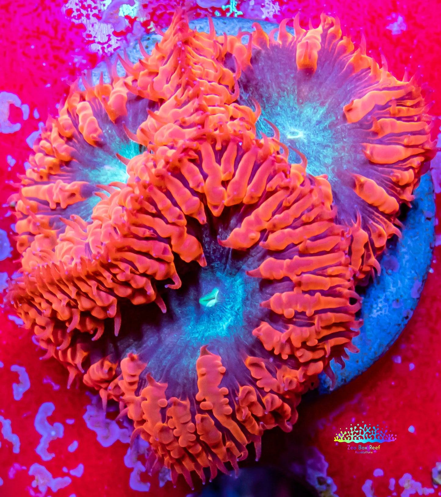 Blastomussa wellsi Coral- Frag WYSIWYG Blastomussa wellsi Coral- Frag WYSIWYG LPS Blastomussa wellsi Coral- Frag WYSIWYG Zeo Box Reef